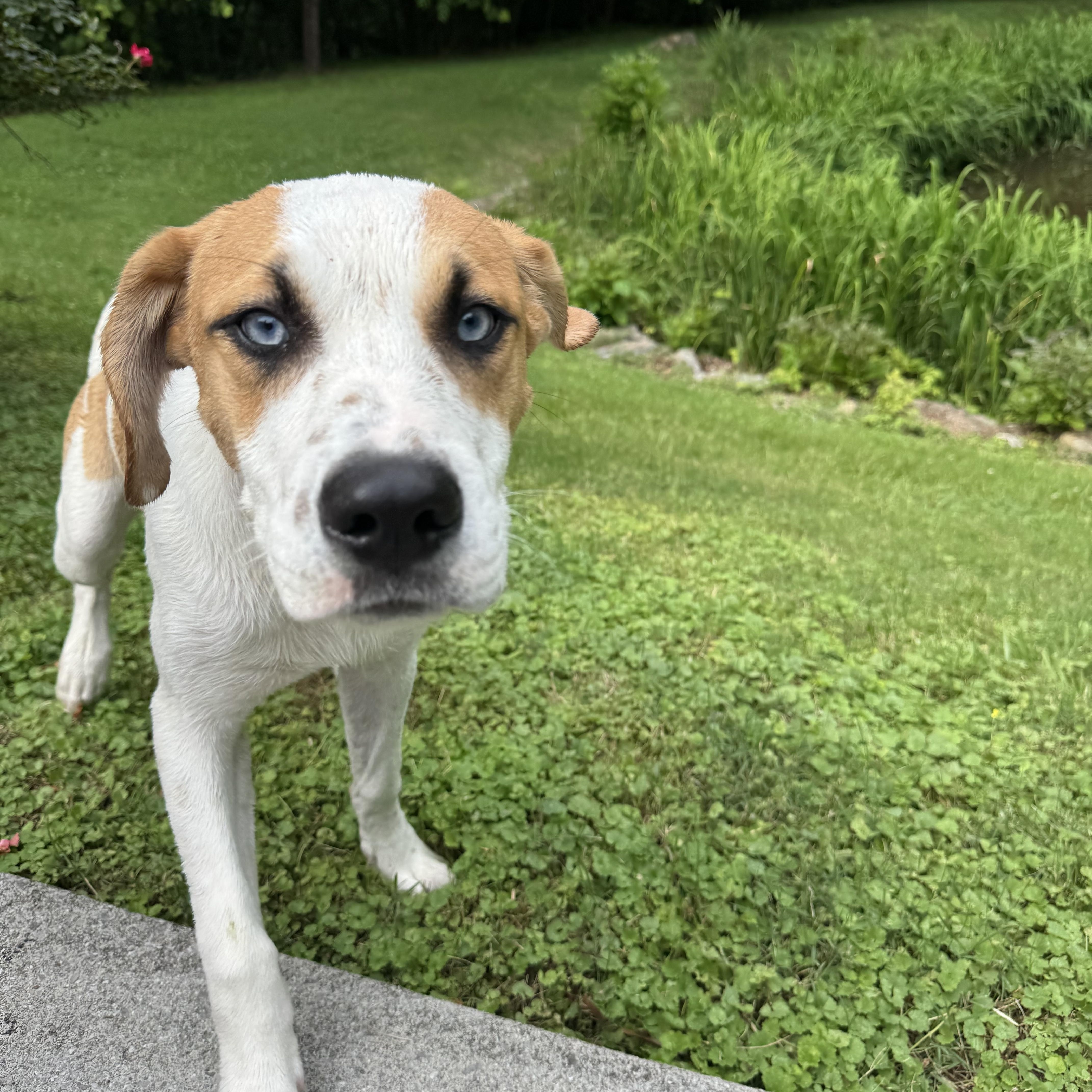Enlarge Cozmo, a Adoptable mixed breed in Gulf Breeze, FL image 3/6