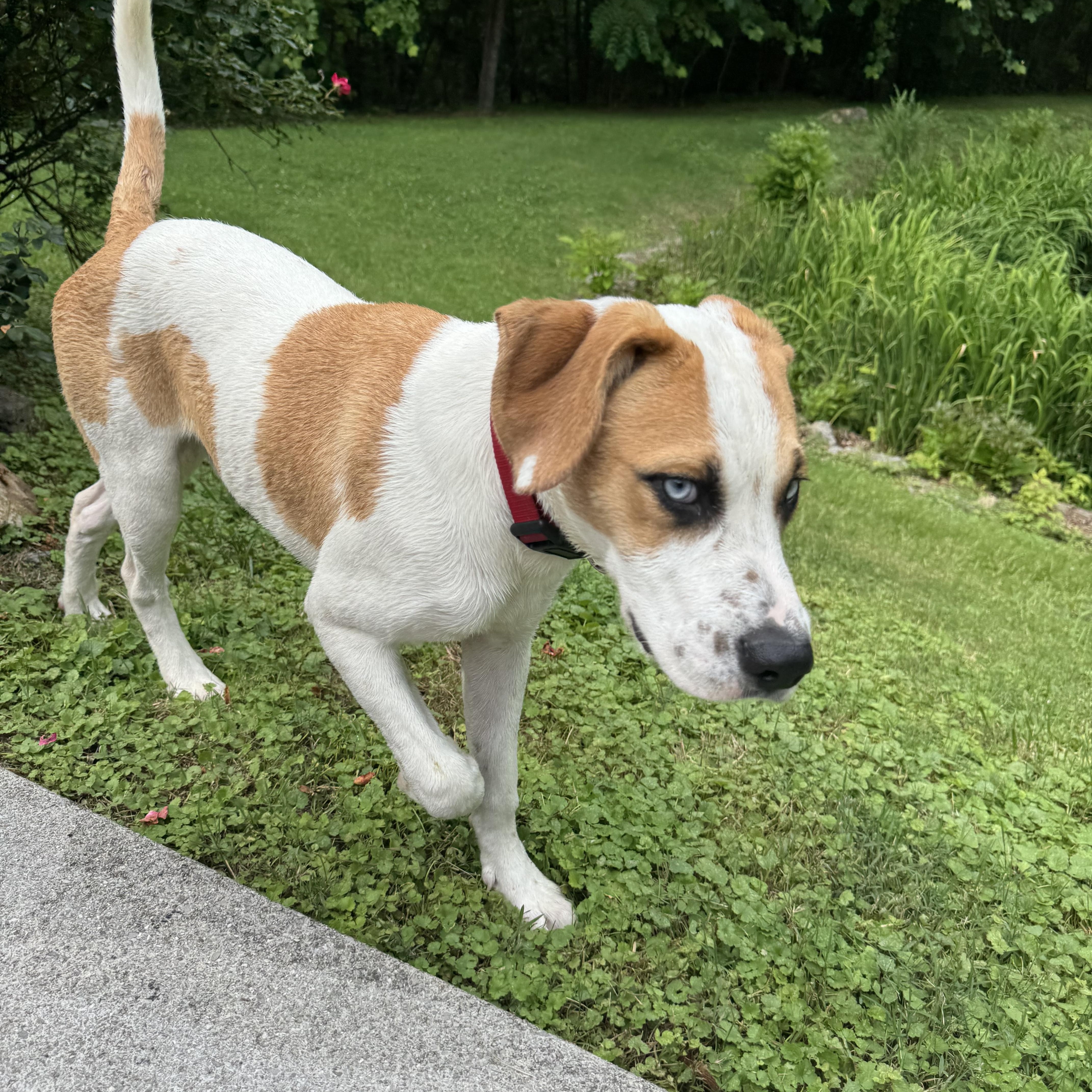 Enlarge Cozmo, a Adoptable mixed breed in Gulf Breeze, FL image 4/6