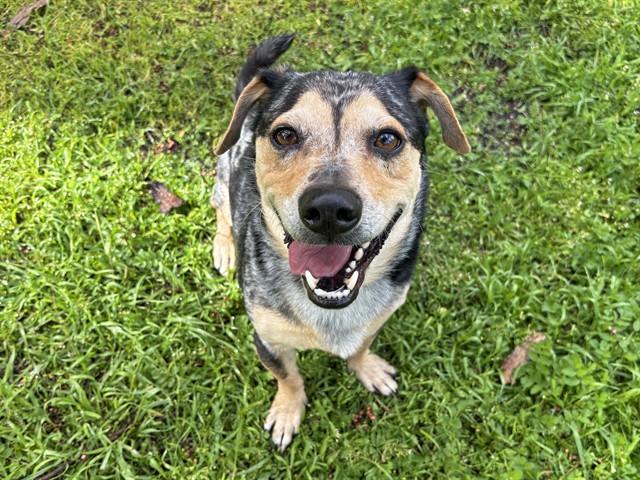 HERO, Adoptable, Adult Male Basset Hound & Mixed Breed.