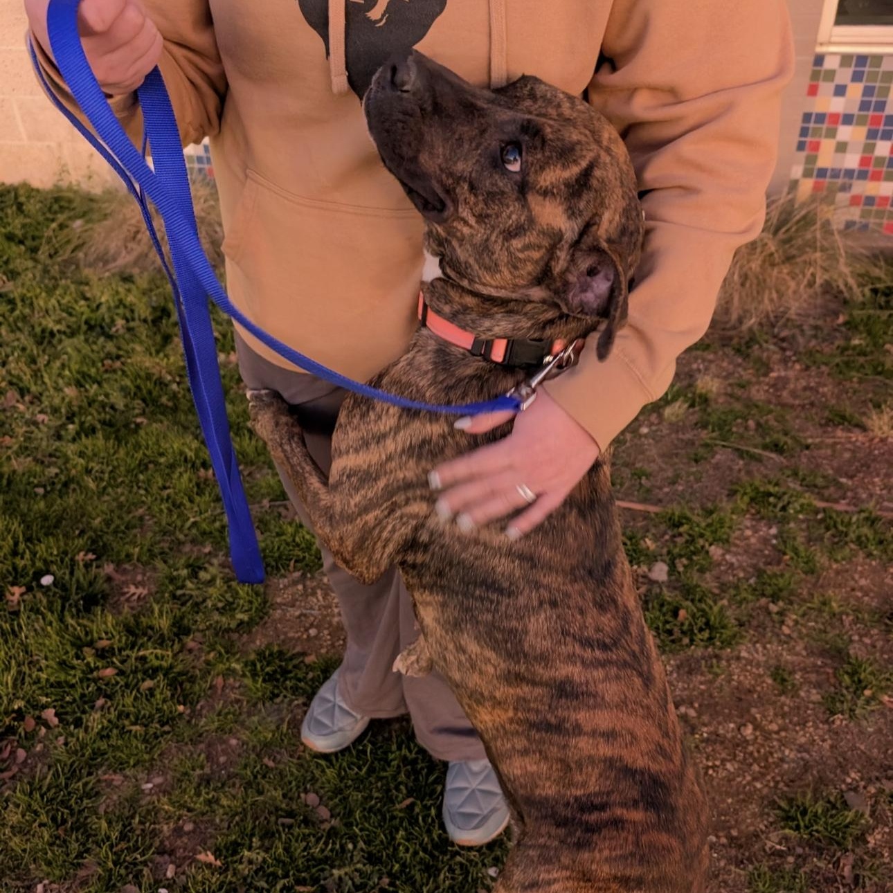 Enlarge Zoe, a Adoptable mixed breed in Dayville, CT image 4/6