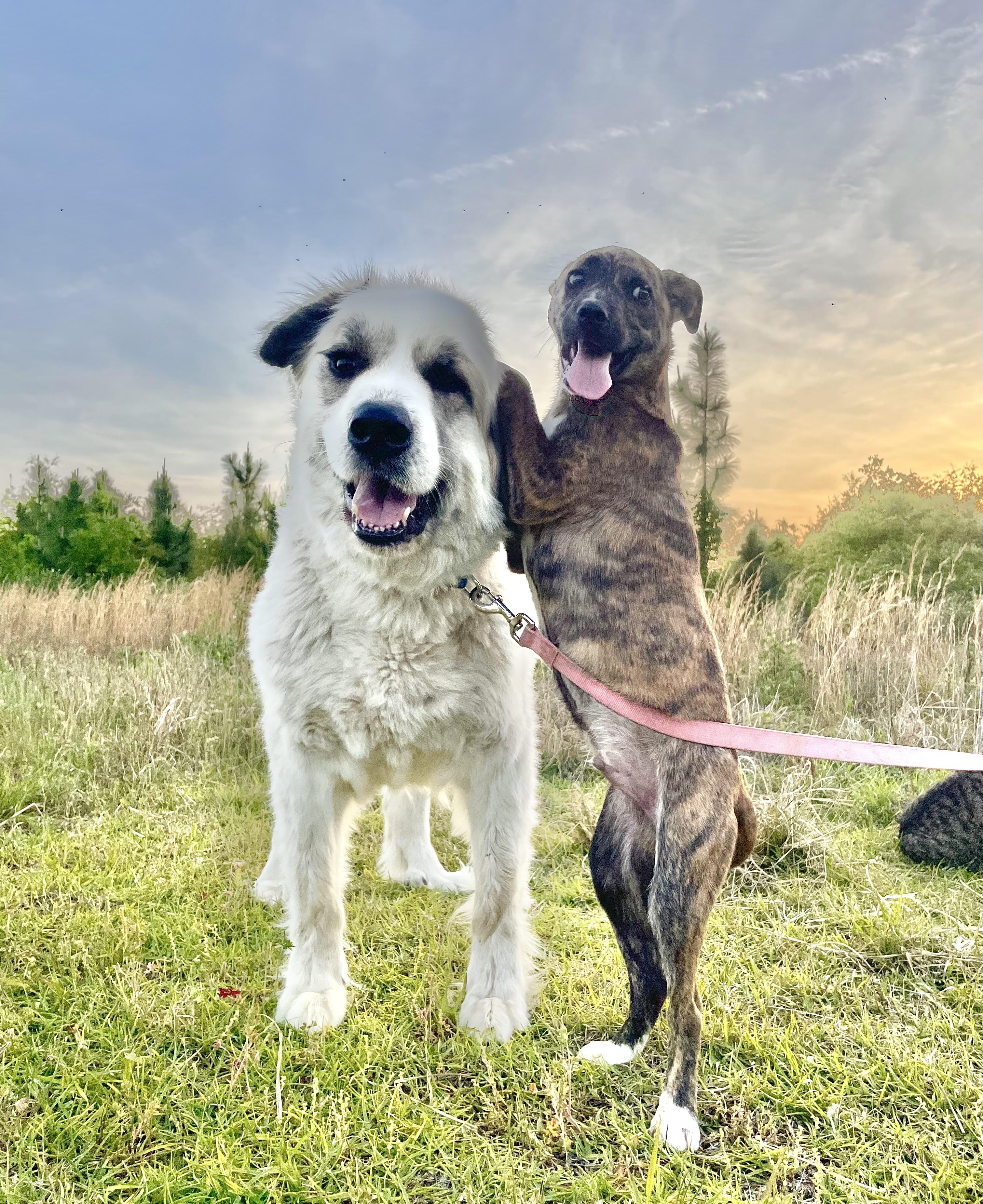 Enlarge Olas, a Adopted mixed breed in Darlington, SC image 2/4