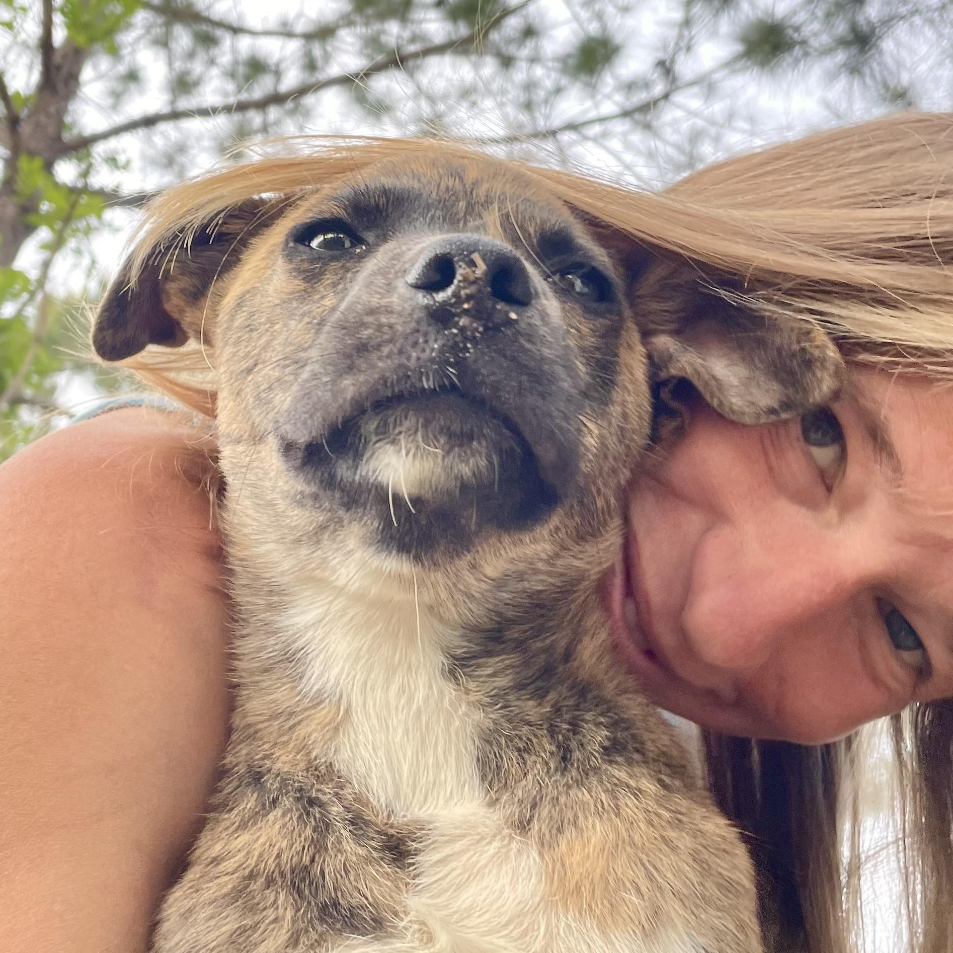 Olas, Adopted, Young Male Hound.