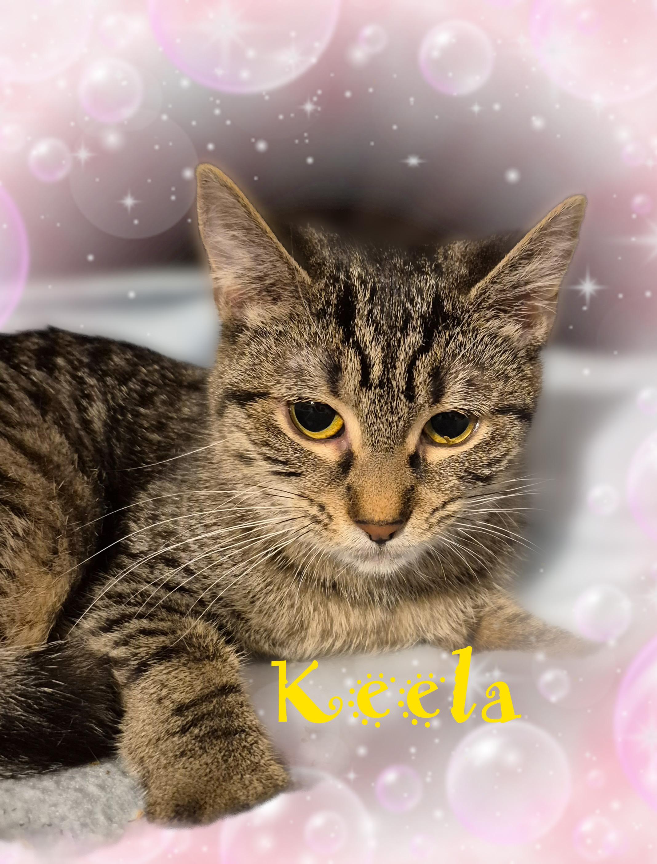 Enlarge Keela, a ADOPTABLE Domestic Short Hair in Charlotte, NC image 2/4