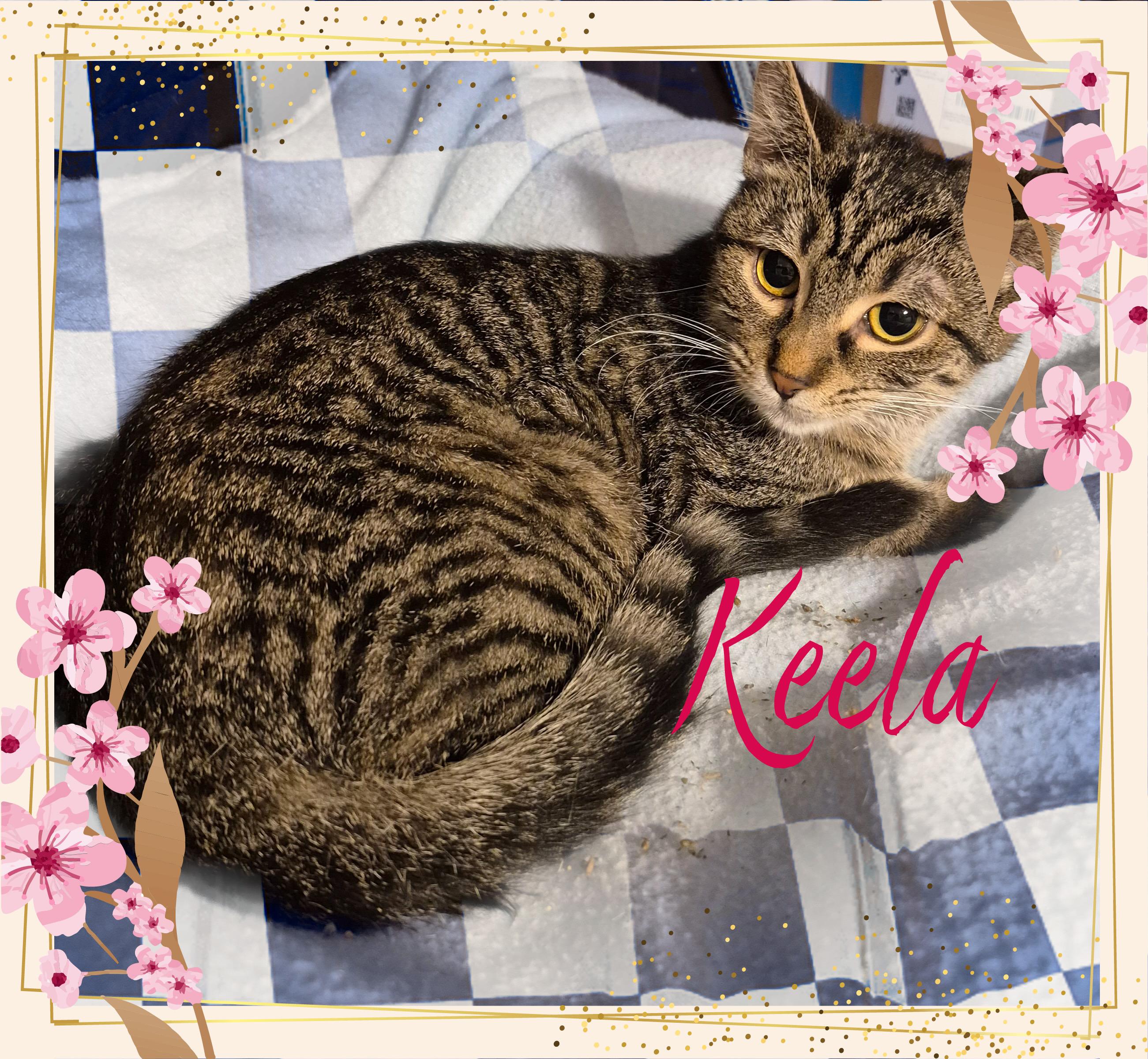 Enlarge Keela, a ADOPTABLE Domestic Short Hair in Charlotte, NC image 3/4