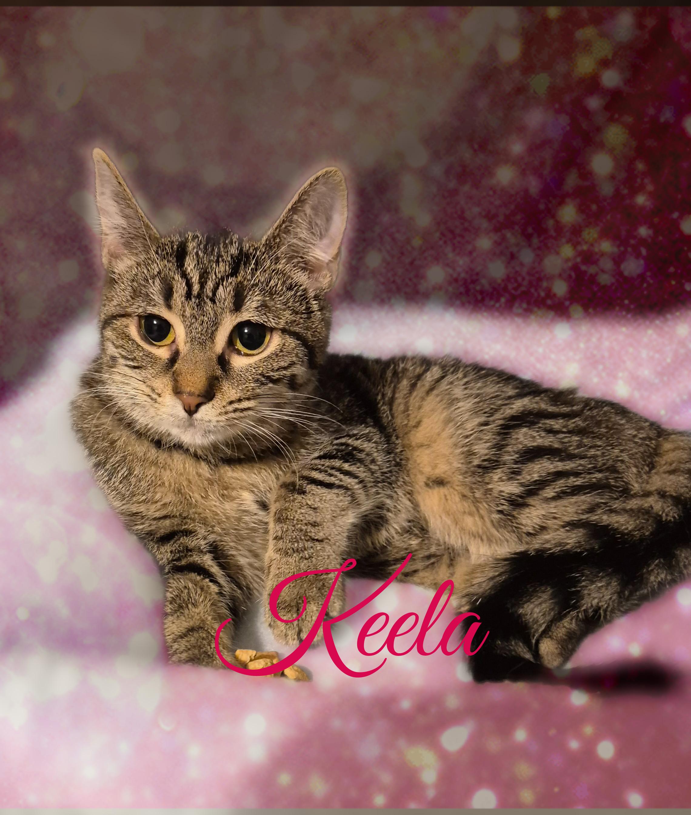 Enlarge Keela, a ADOPTABLE Domestic Short Hair in Charlotte, NC image 1/4