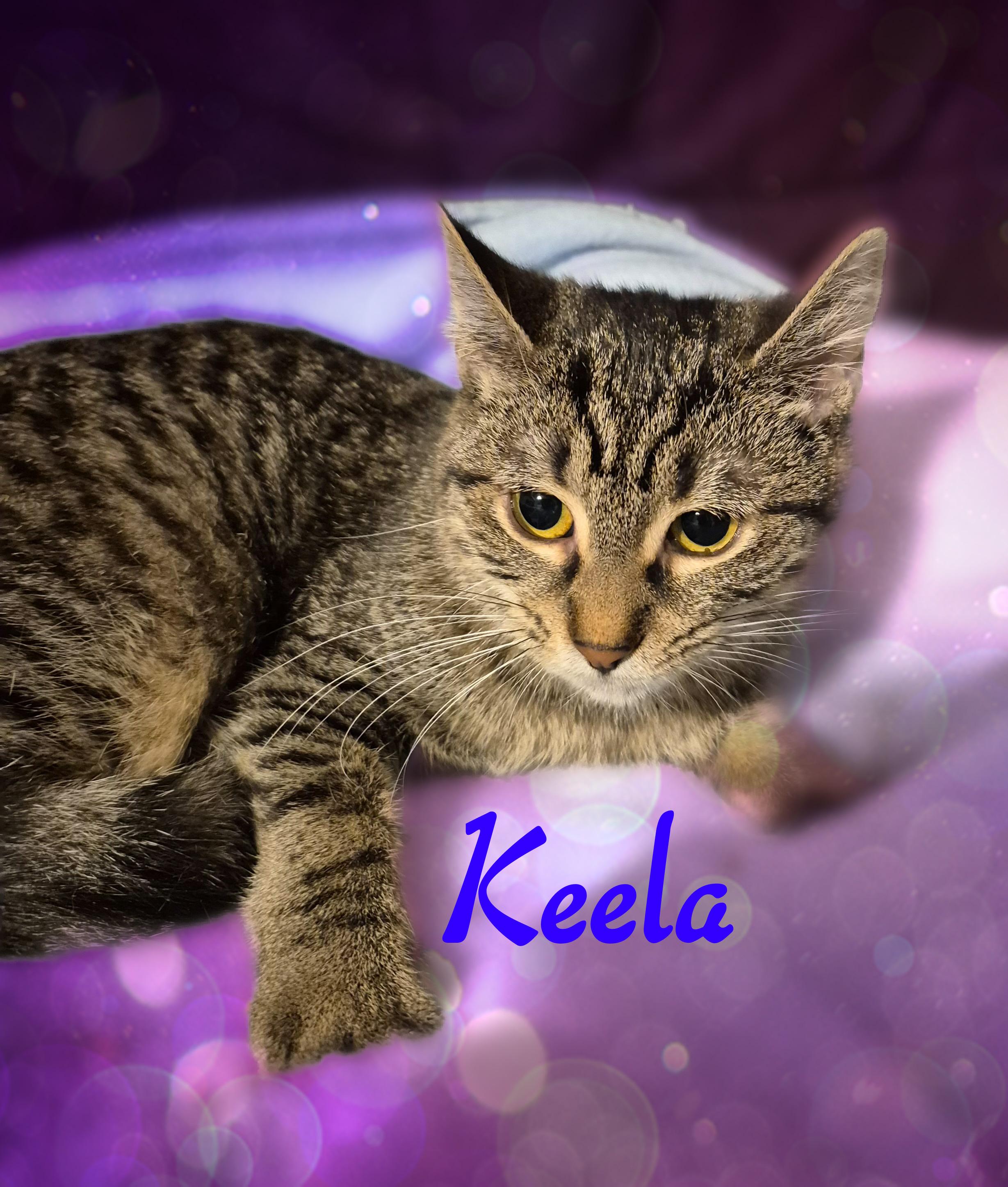 Enlarge Keela, a ADOPTABLE Domestic Short Hair in Charlotte, NC image 4/4