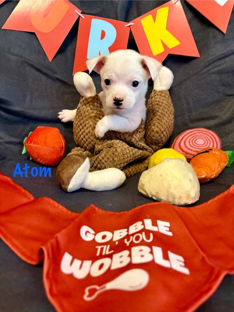 Atom, Adoptable, Puppy Male Chihuahua.