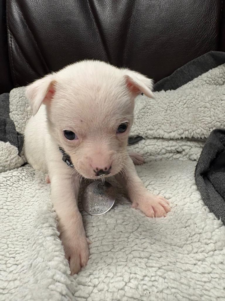 Atom, a Adoptable Chihuahua in Reno, NV image 2/4