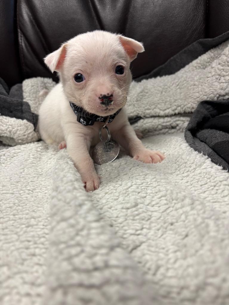 Atom, a Adoptable Chihuahua in Reno, NV image 3/4