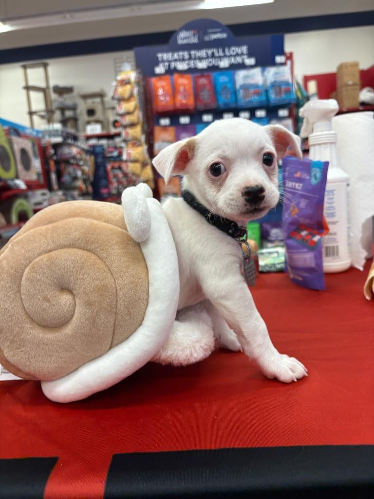 Atom, a Adoptable Chihuahua in Reno, NV image 4/4