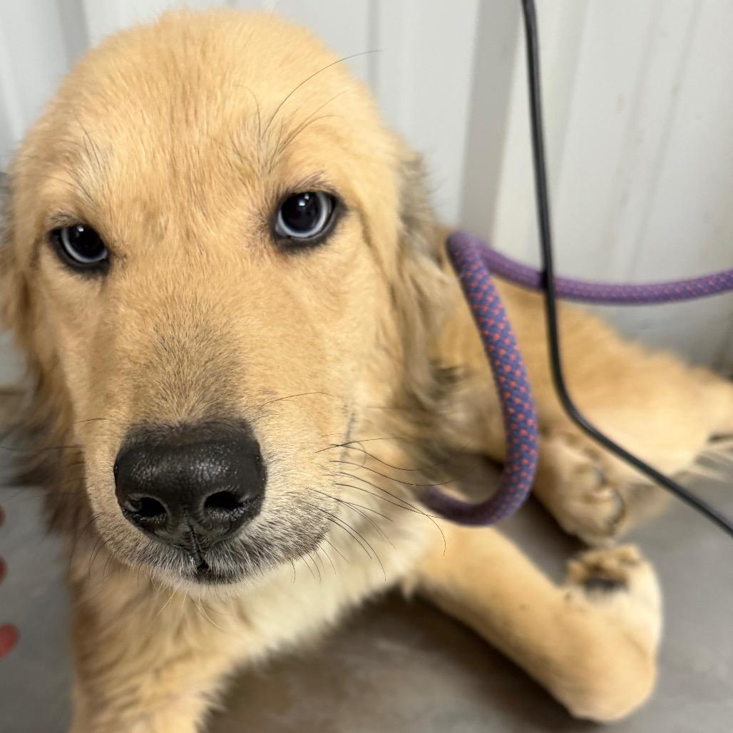 Scottie, Adoptable, Young Female Great Pyrenees & Mixed Breed.