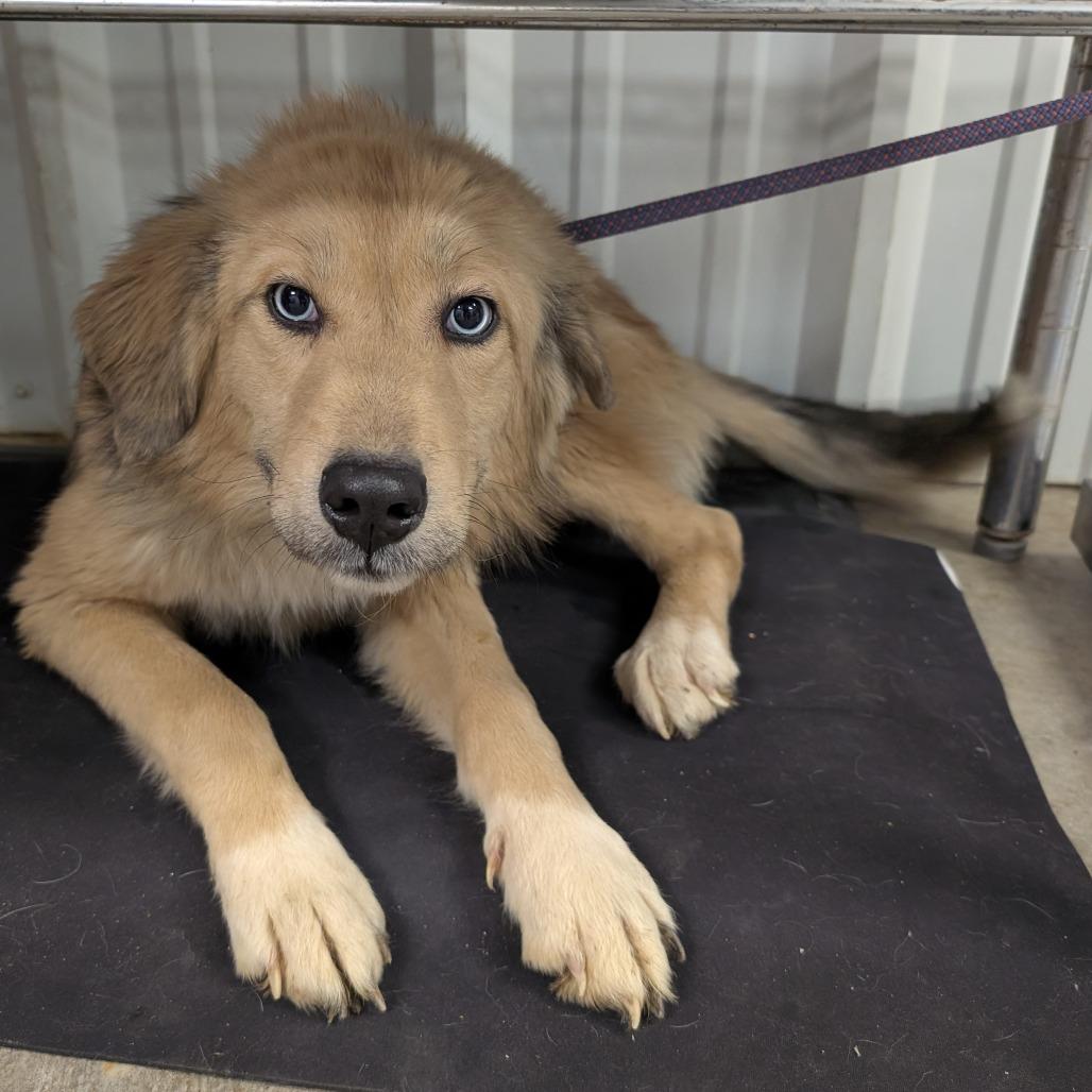 Scottie, a Adoptable mixed breed in Emporia, KS image 2/2