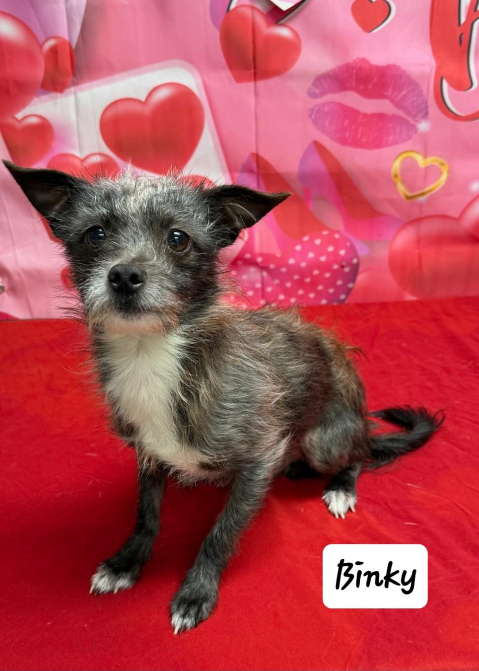 Binky, adopted, Adult Male Chihuahua.