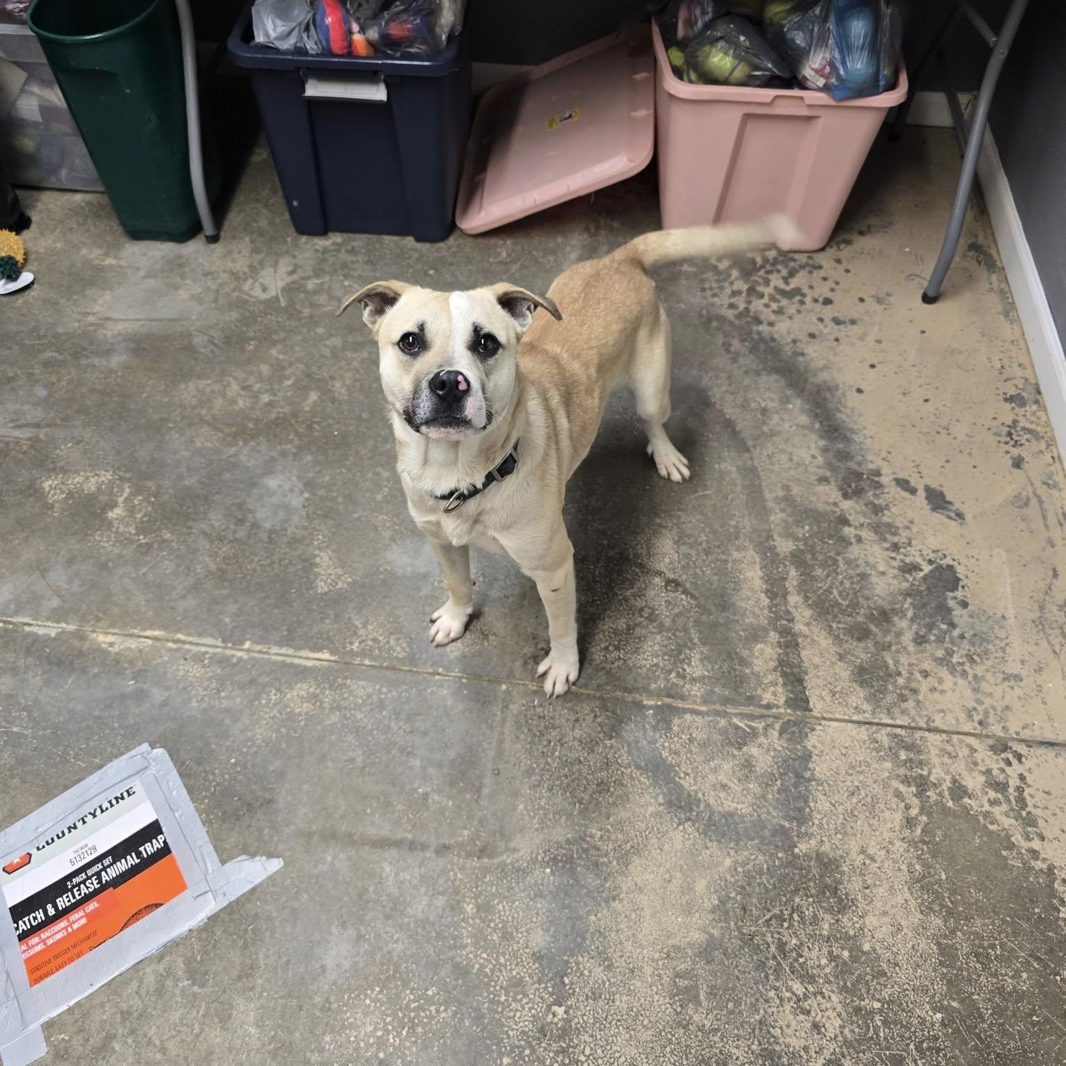 Apollo, adopted, Young Male Mixed Breed.