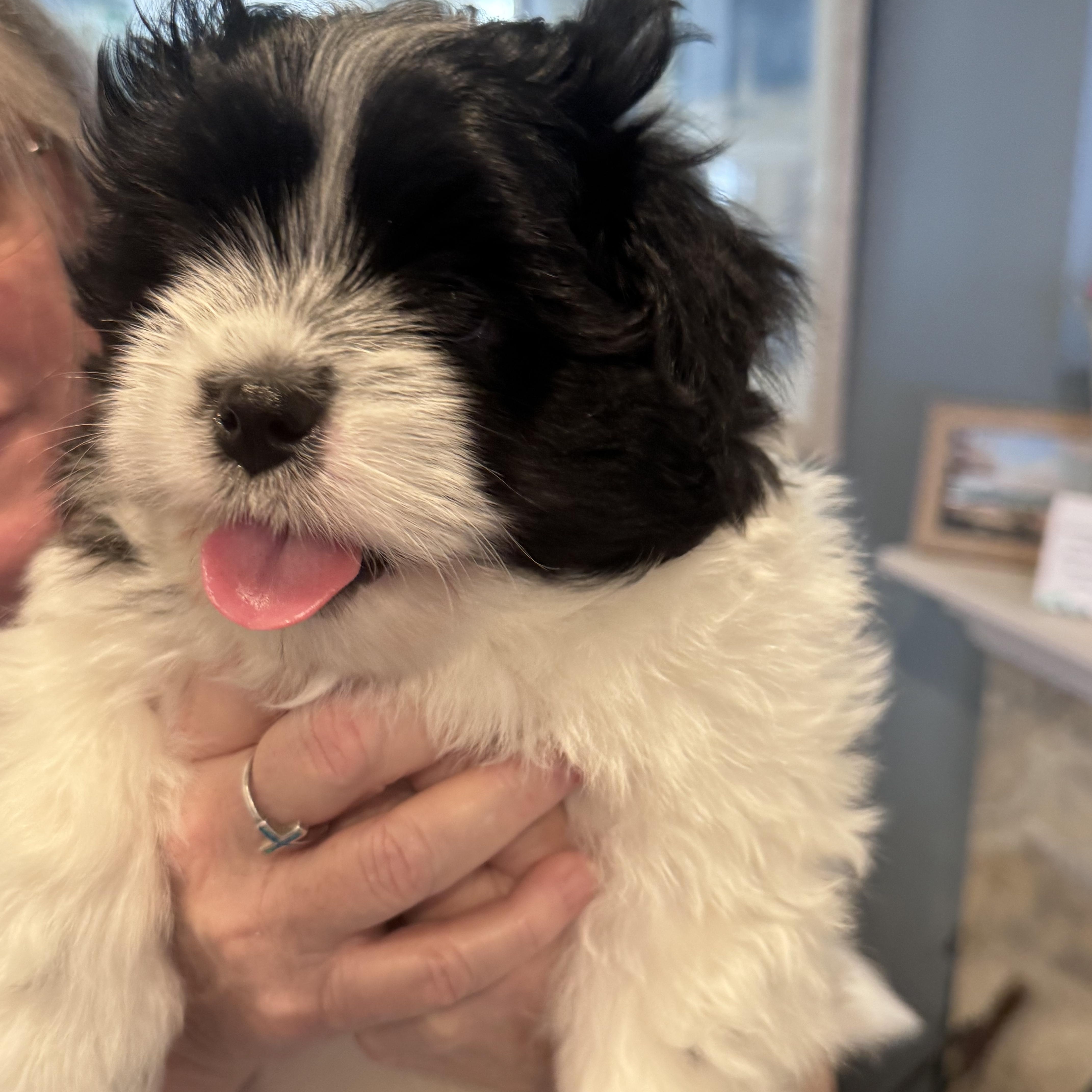 Enlarge Chandler, a ADOPTABLE mixed breed in Rancho Santa Fe, CA image 3/3