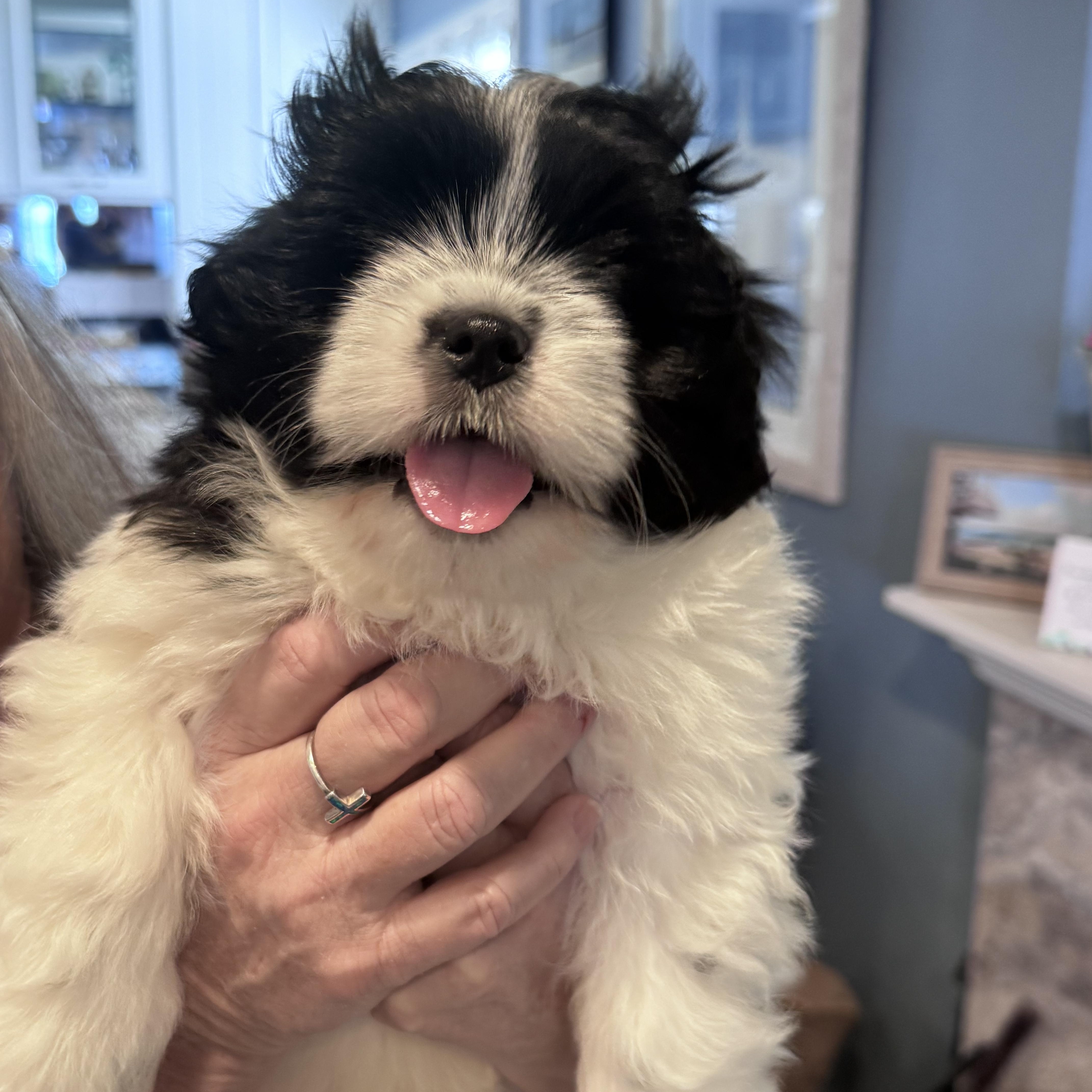 Enlarge Chandler, a ADOPTABLE mixed breed in Rancho Santa Fe, CA image 2/3