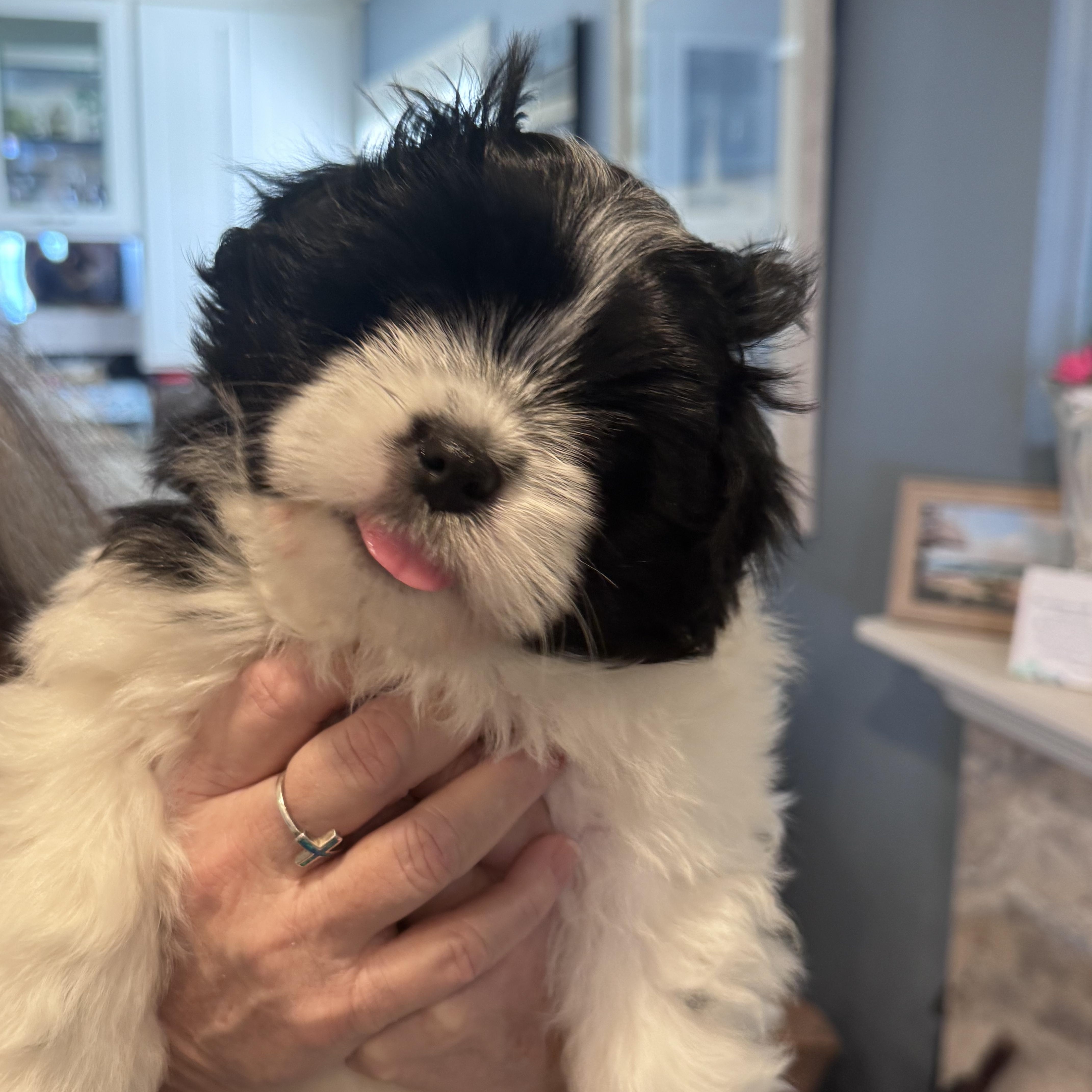 Chandler, ADOPTABLE, Puppy Male Shih Tzu & Pomeranian.