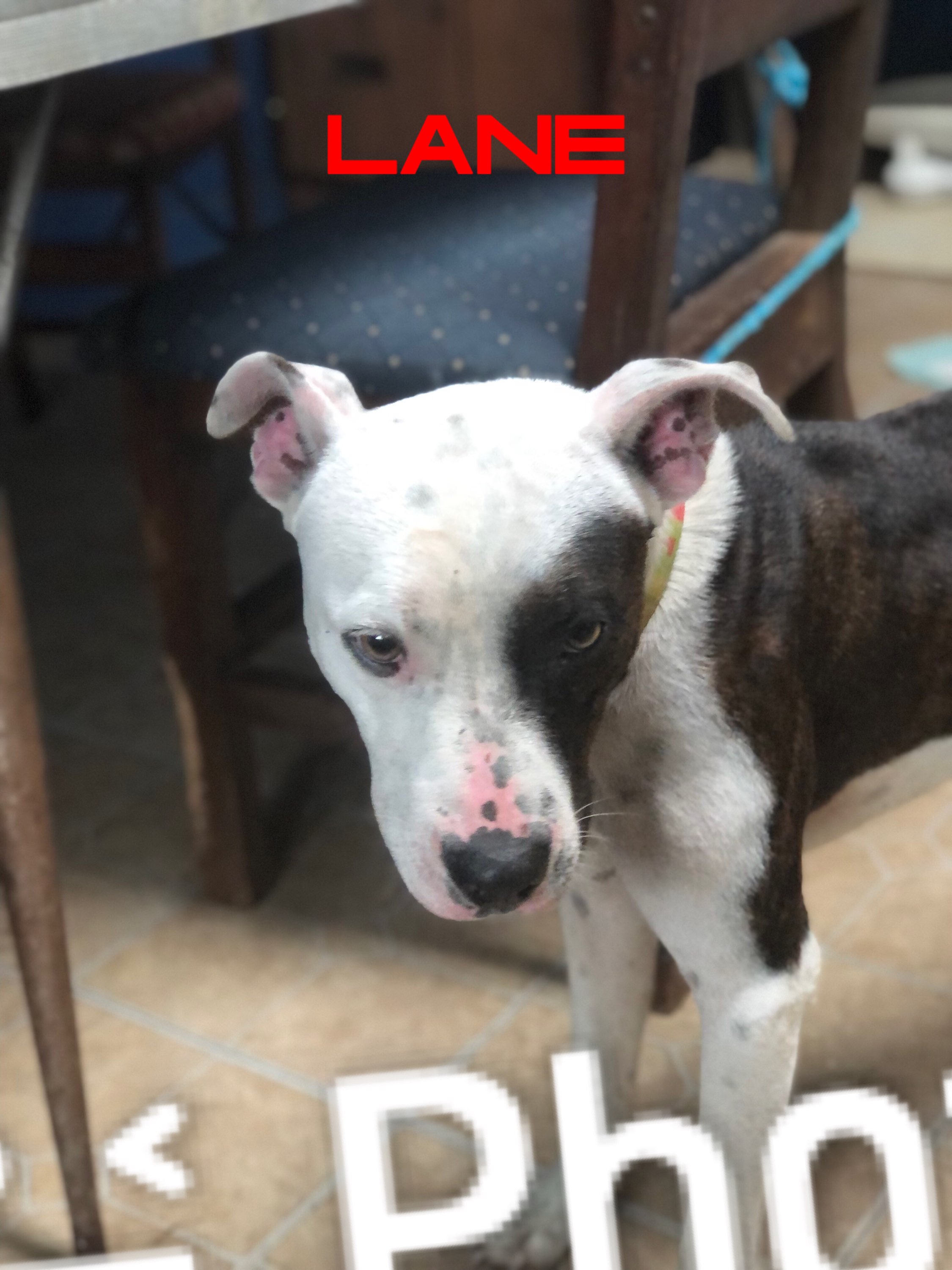 Dog for adoption Lane, an American Bulldog Mix in Zimmerman, MN