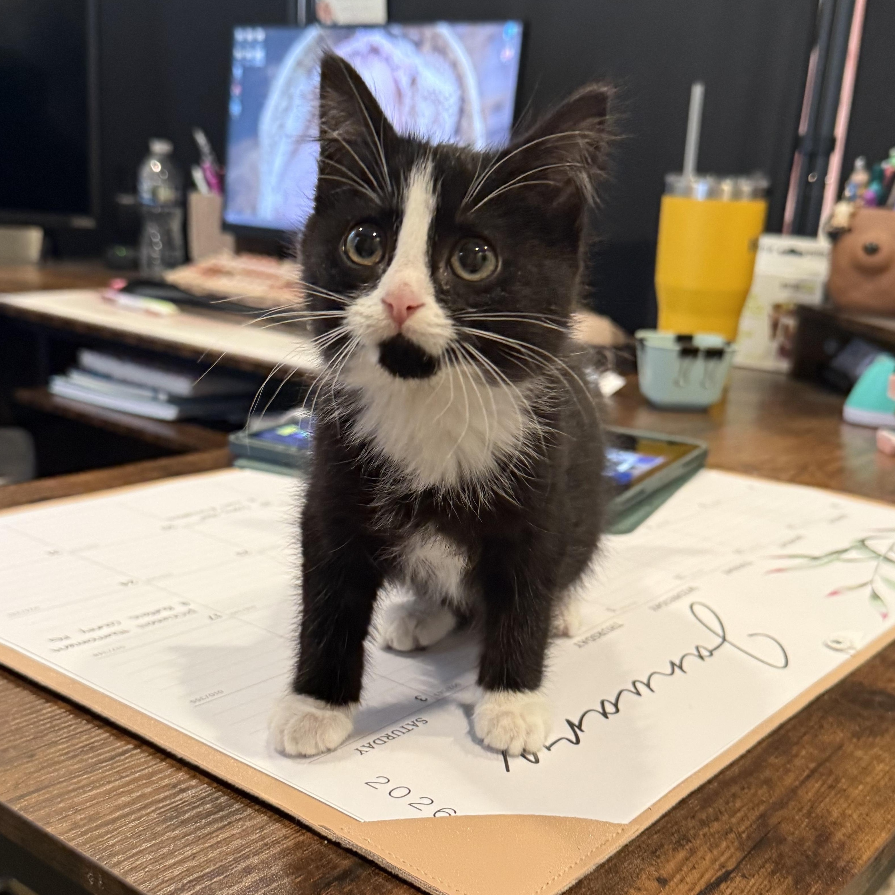 Pixel, an adopted Domestic Short Hair in Kearney, NE image 2/2