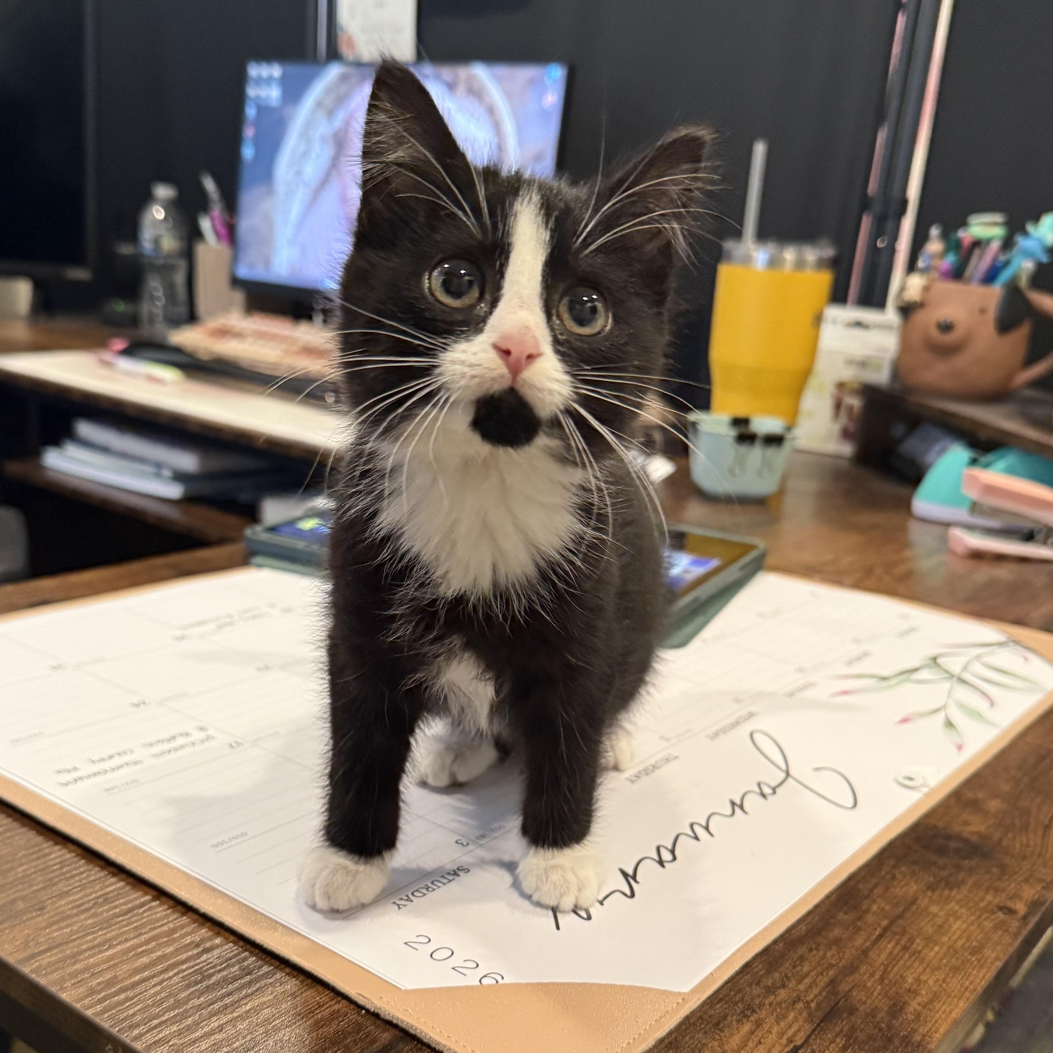 Pixel, an adopted Domestic Short Hair in Kearney, NE image 1/2