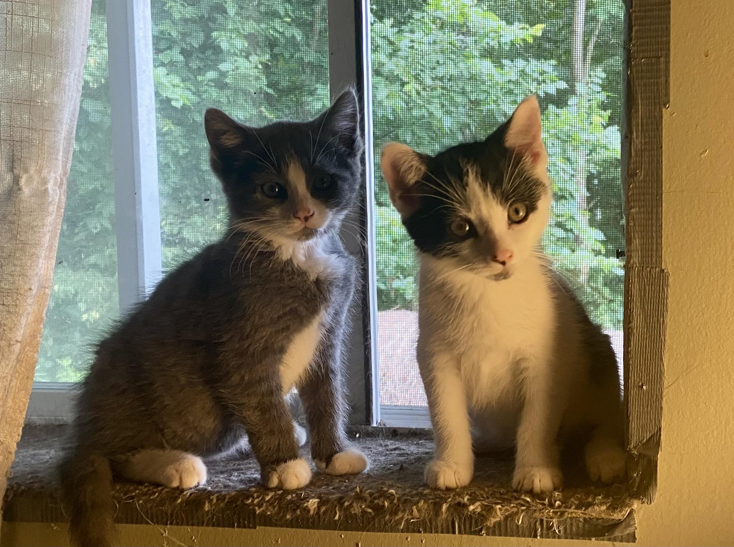 Marvin & Squirt (bonded brothers), a Adoptable mixed breed in Middlebury Center, PA image 1/6