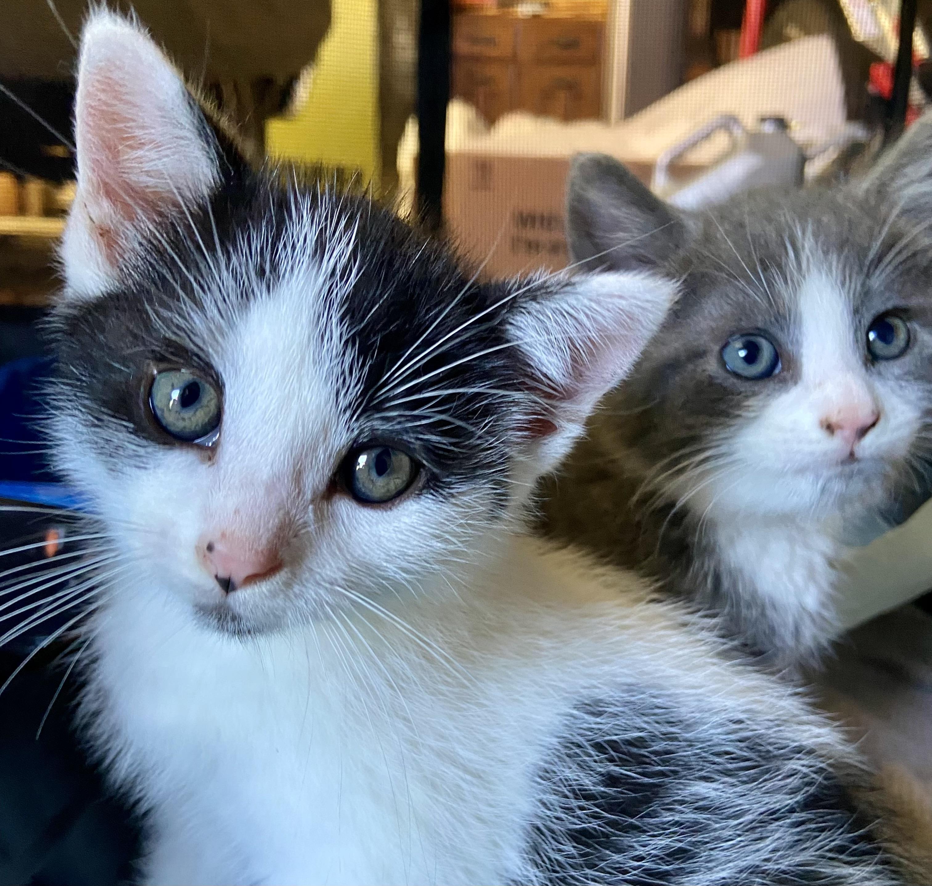 Marvin & Squirt (bonded brothers)