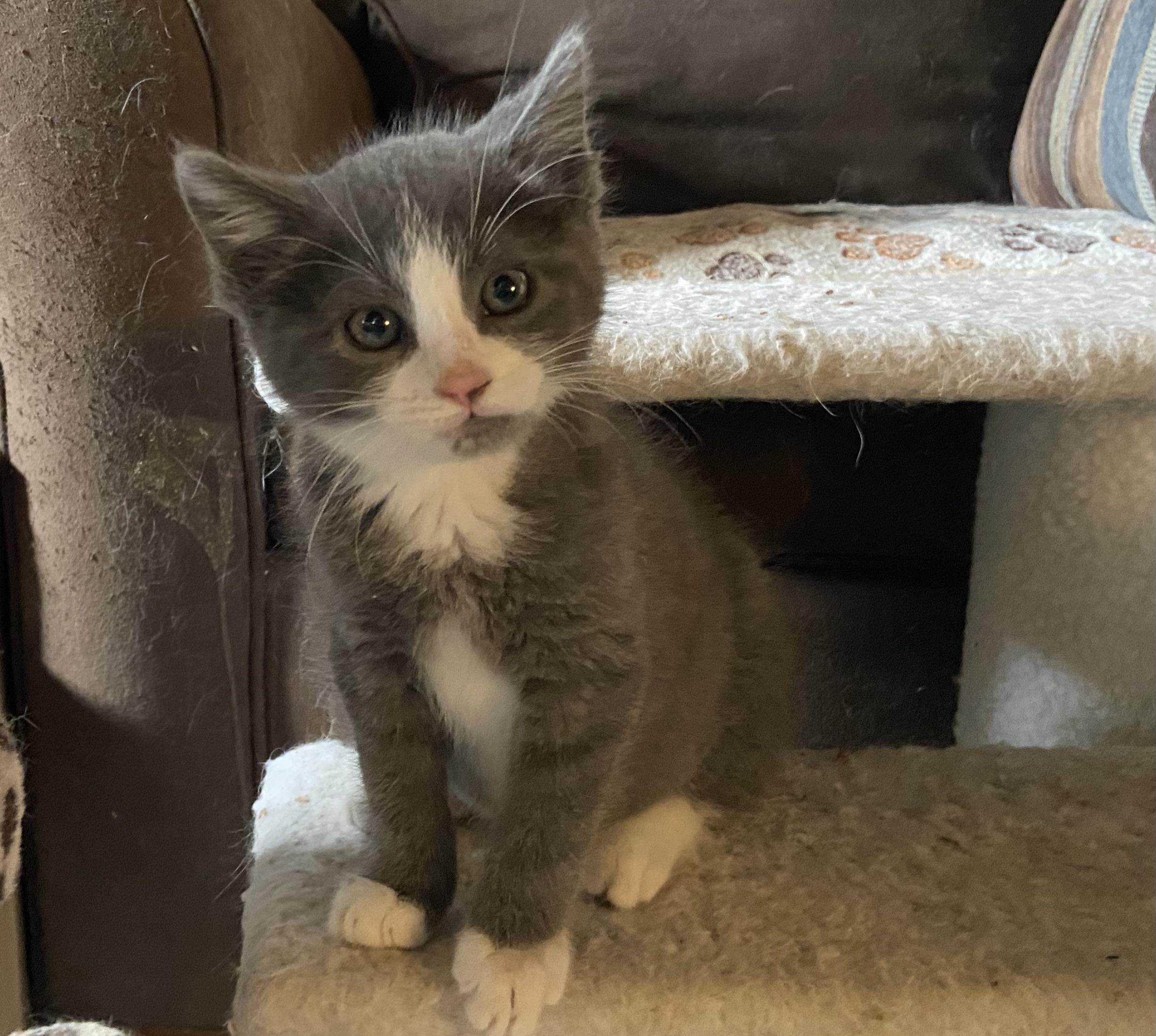 Marvin & Squirt (bonded brothers)