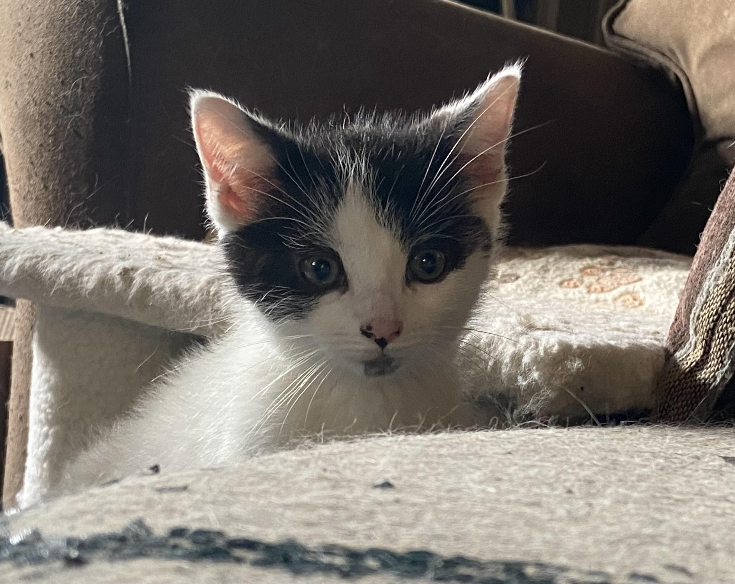 Marvin & Squirt (bonded brothers)