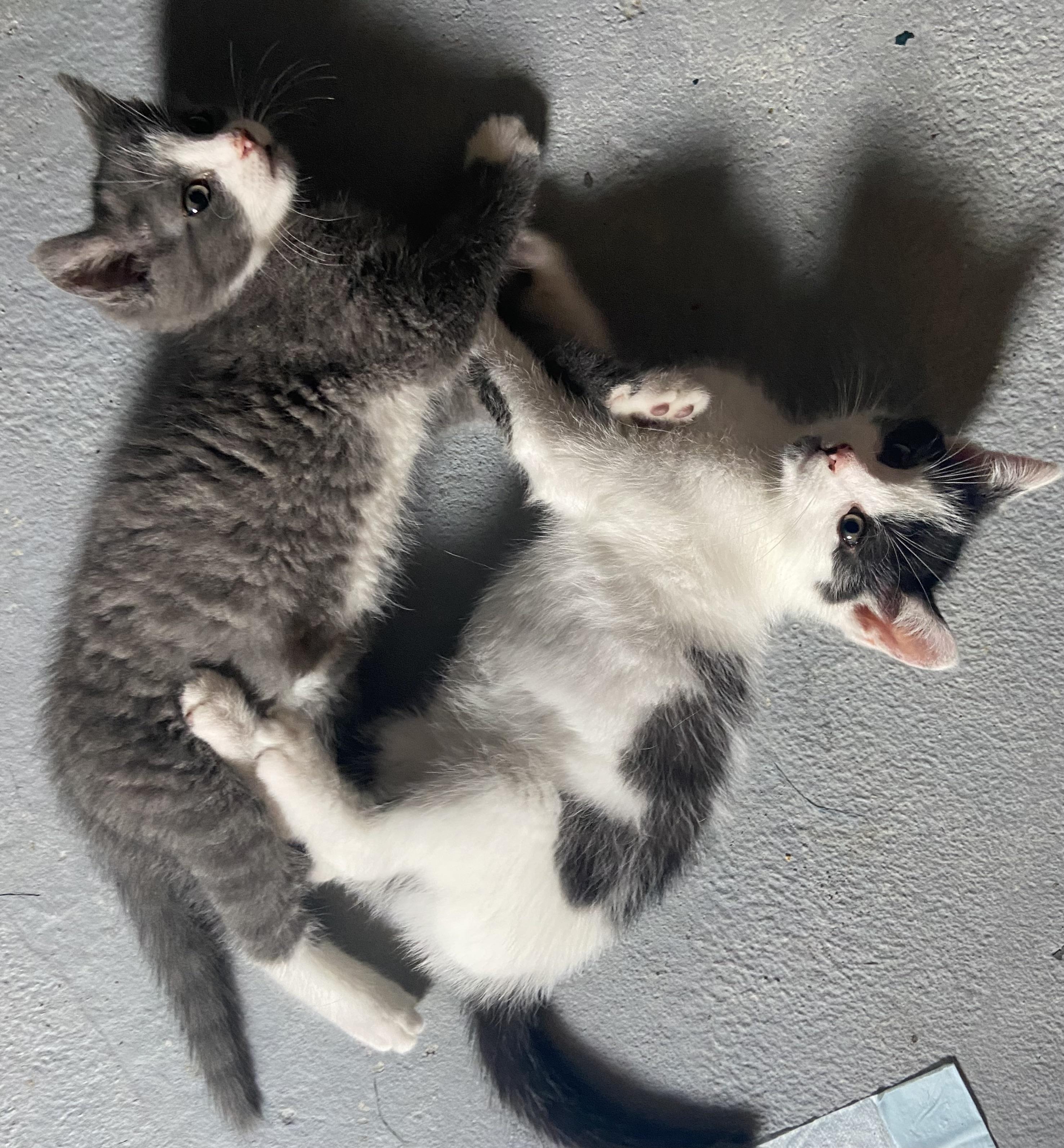 Marvin & Squirt (bonded brothers)