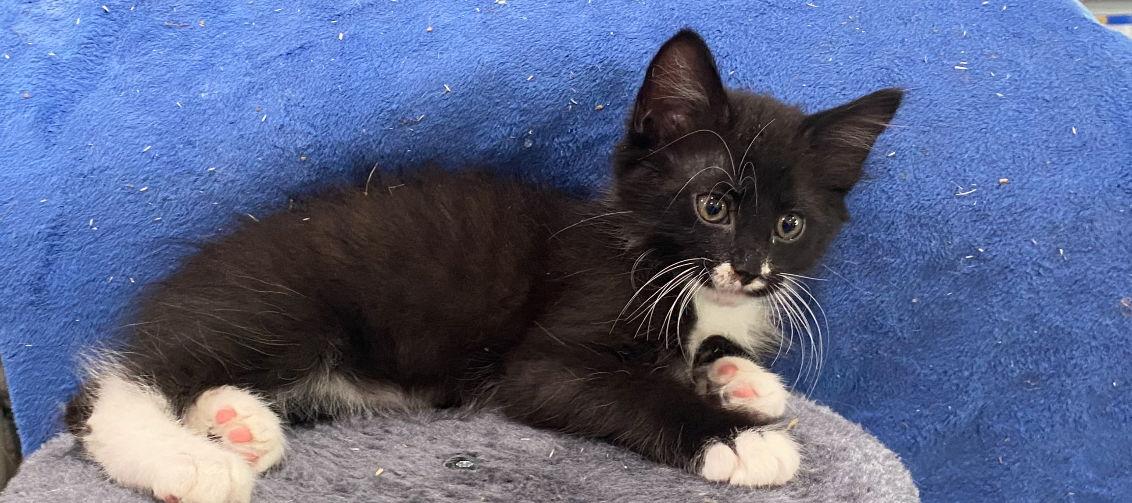 Enlarge Winston, a Adoptable American Shorthair in Orlando, FL image 1/1