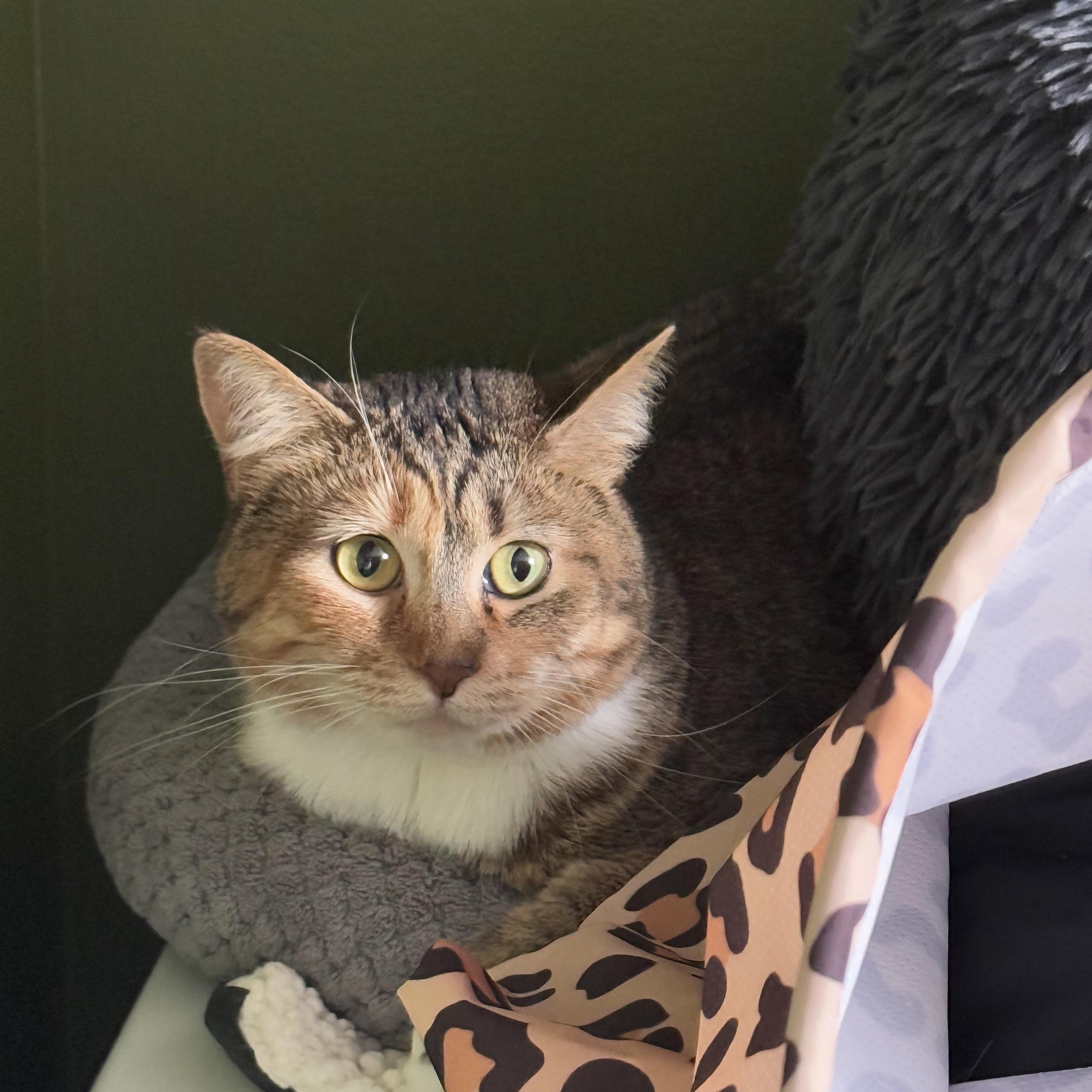 Callie, Adult Female Dilute Calico