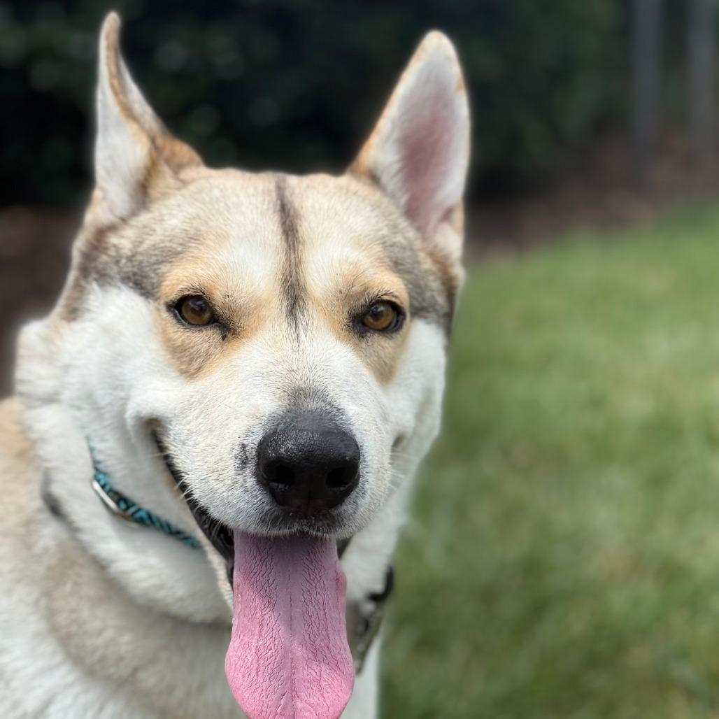 Enlarge Buster, a Adoptable Husky in Chesapeake, VA image 1/6