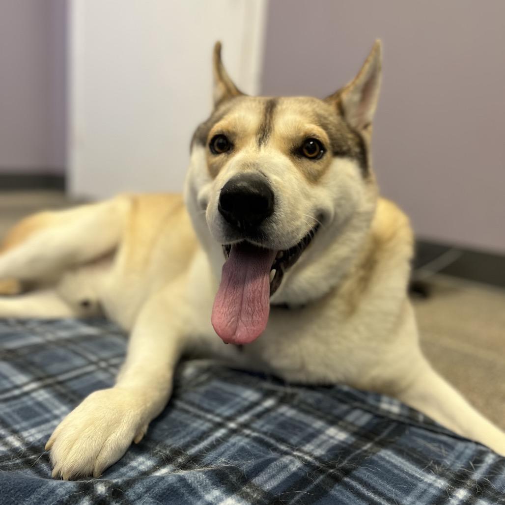 Enlarge Buster, a Adoptable Husky in Chesapeake, VA image 6/6