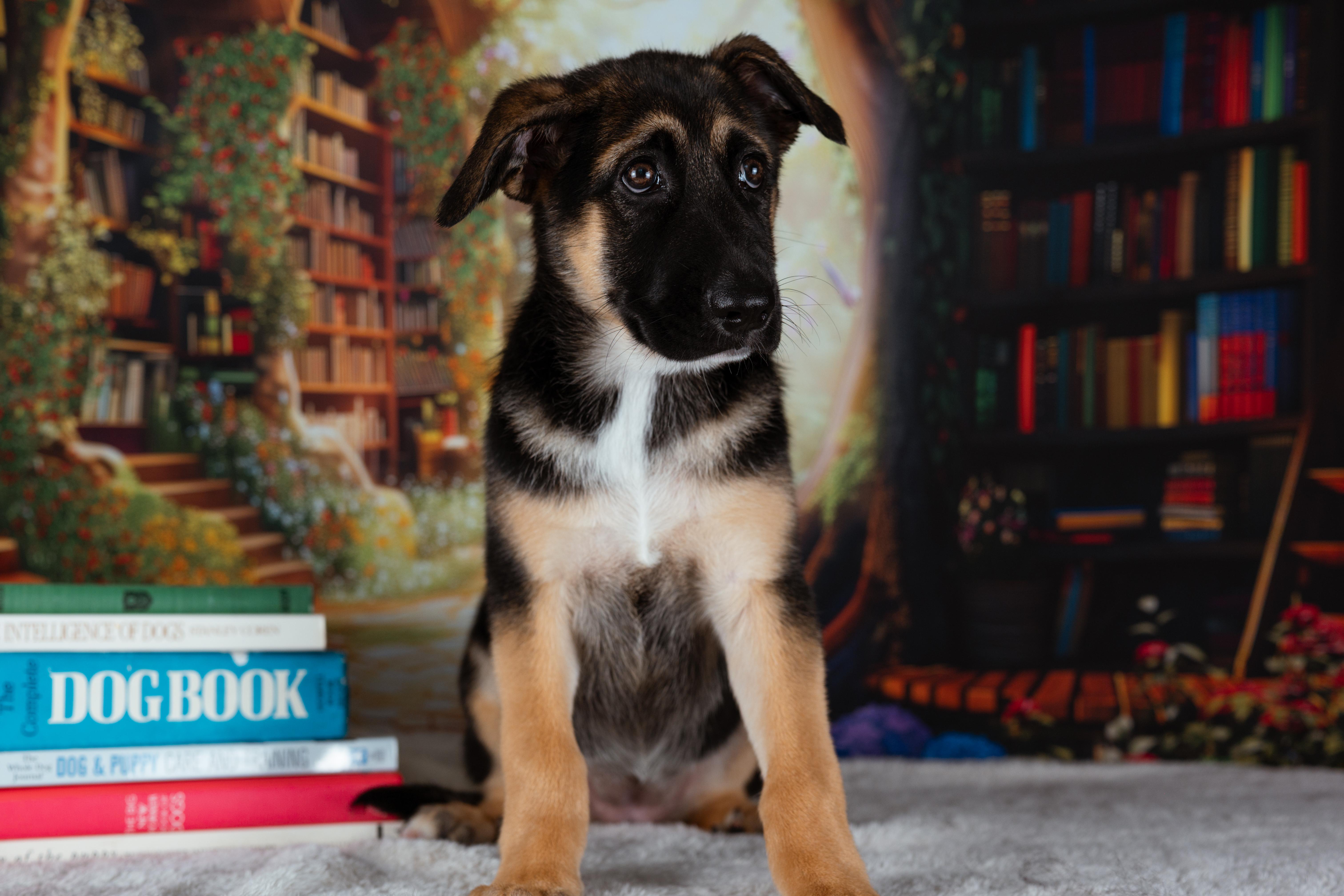 Matilda, adopted, Puppy Female German Shepherd Dog.
