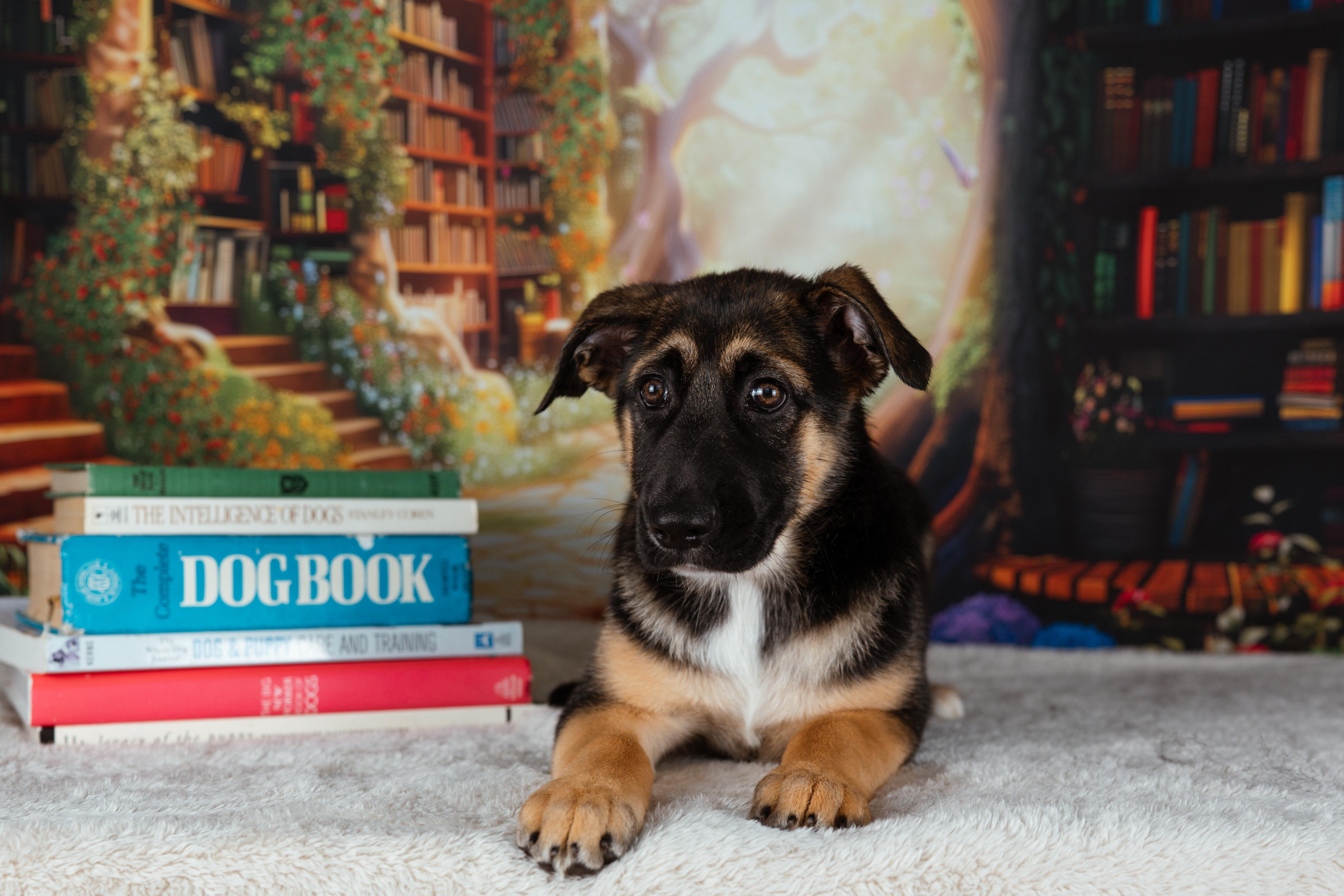 Matilda, an adopted mixed breed in Avon, CT image 3/6