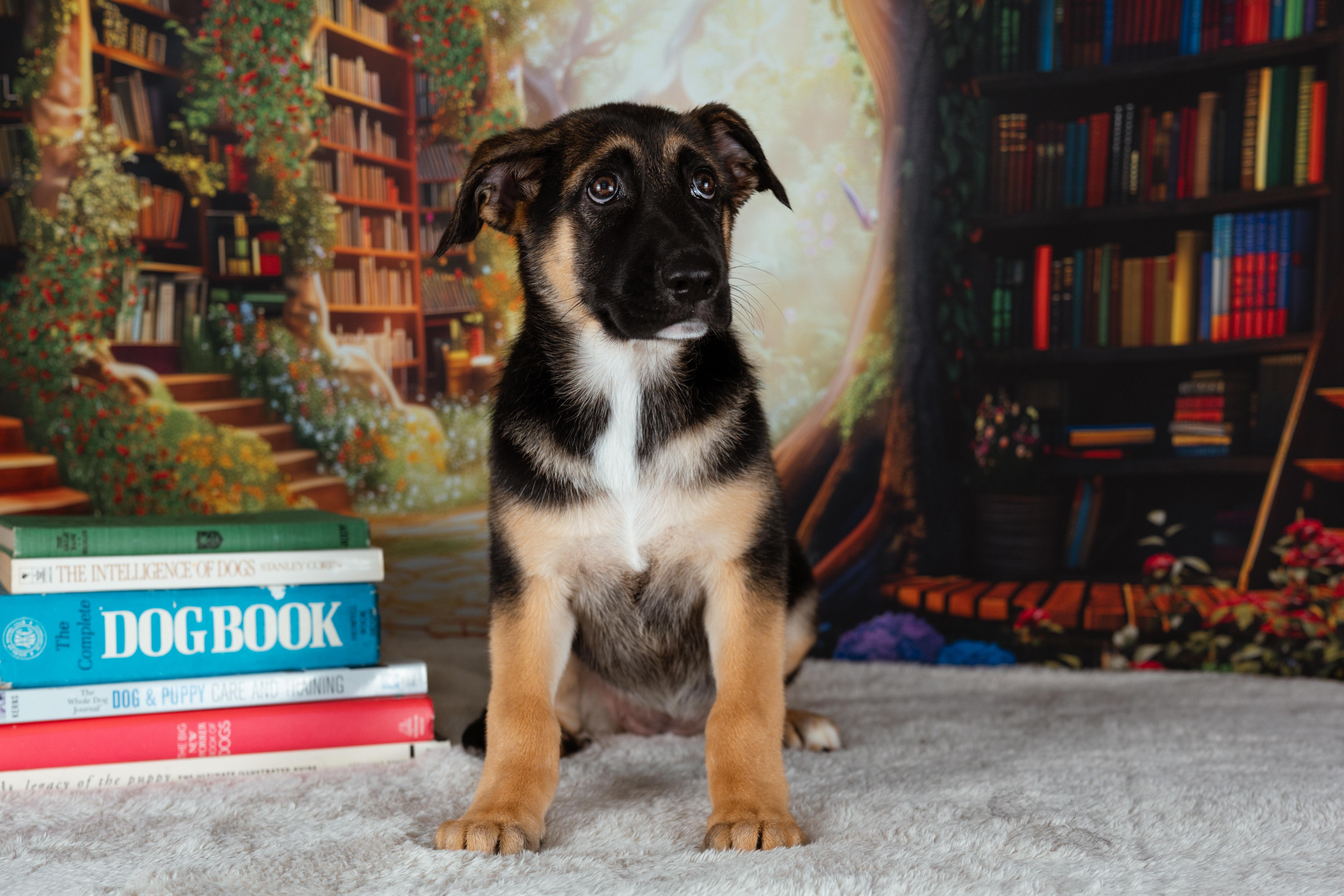 Matilda, an adopted mixed breed in Avon, CT image 4/6