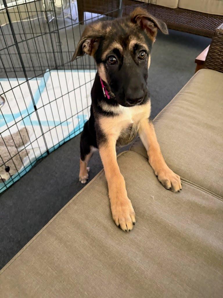 Matilda, an adopted mixed breed in Avon, CT image 2/6