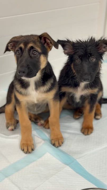 Enlarge Matilda, an adopted mixed breed in Avon, CT video 5/6