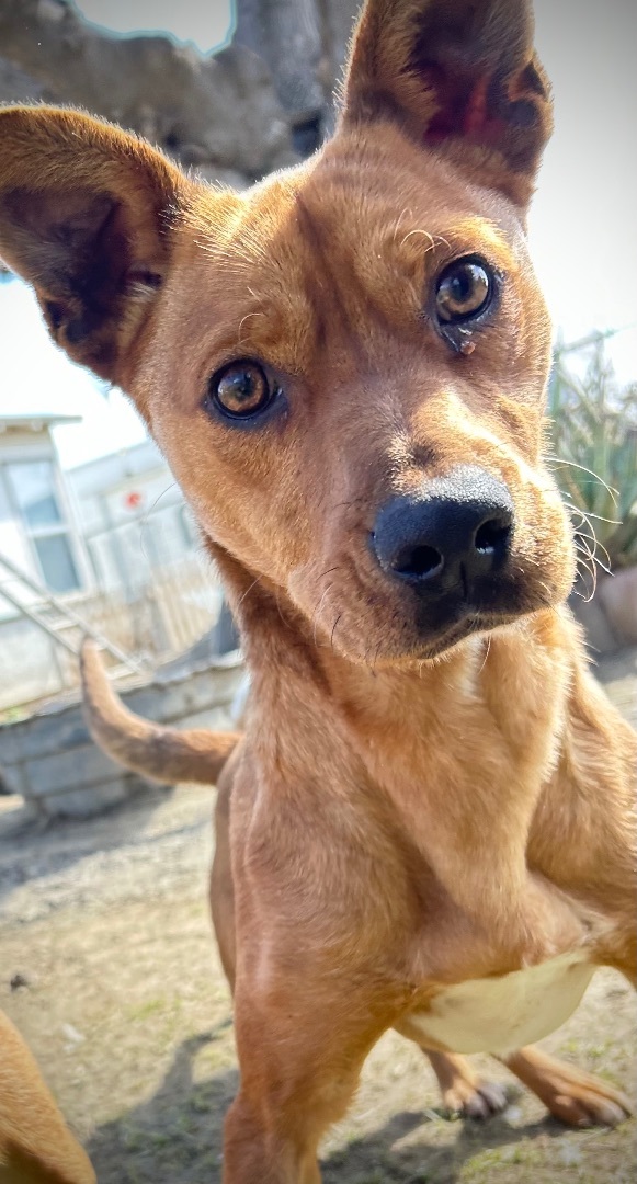 Enlarge Scrappy Doo, a Adoptable mixed breed in Bakersfield, CA image 1/3