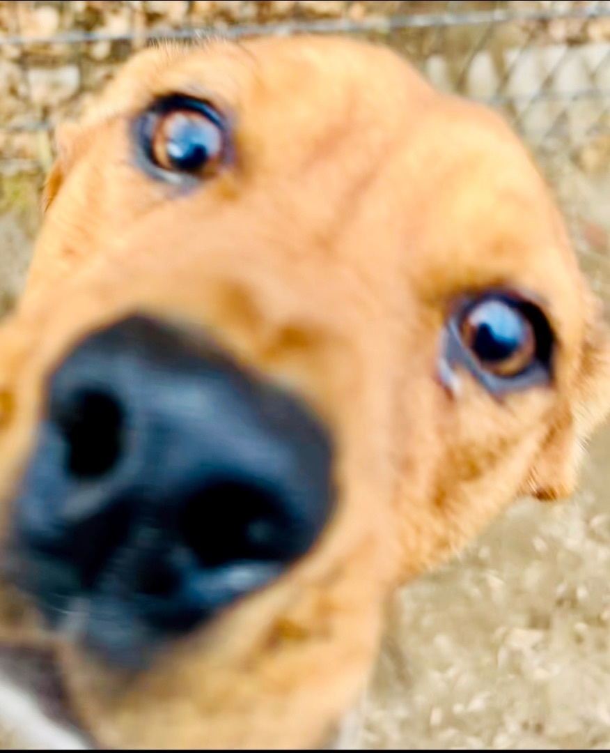 Enlarge Scrappy Doo, a Adoptable mixed breed in Bakersfield, CA image 2/3