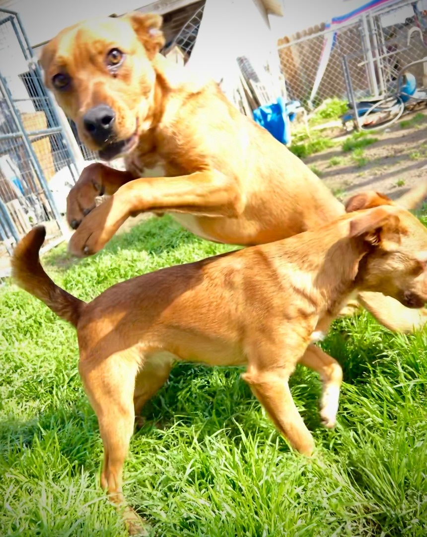 Enlarge Scrappy Doo, a Adoptable mixed breed in Bakersfield, CA image 3/3