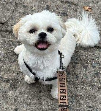 Theo, a Adopted Shih Tzu in Flushing, NY image 1/4