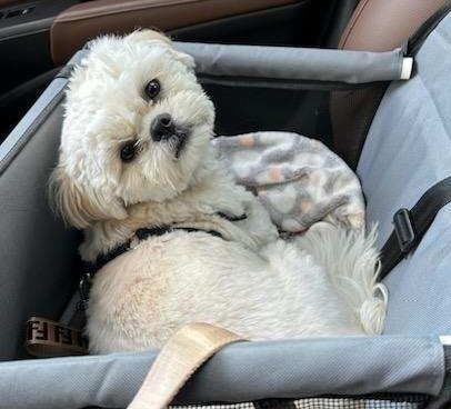 Theo, a Adopted Shih Tzu in Flushing, NY image 2/4