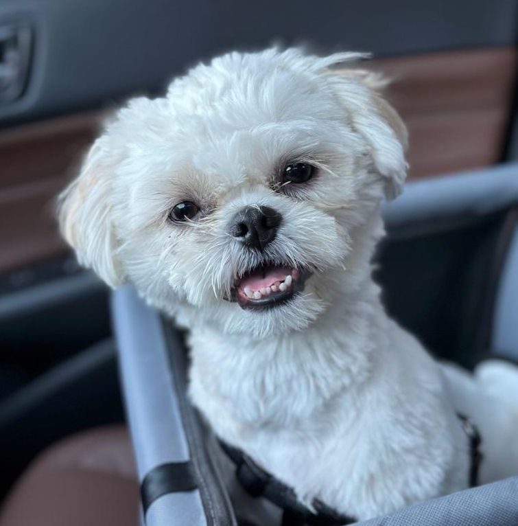 Theo, a Adopted Shih Tzu in Flushing, NY image 3/4
