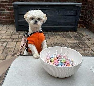 Theo, a Adopted Shih Tzu in Flushing, NY image 4/4