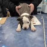 Enlarge Winnifred, an adopted Mixed Breed in Charleston, SC image 1/1