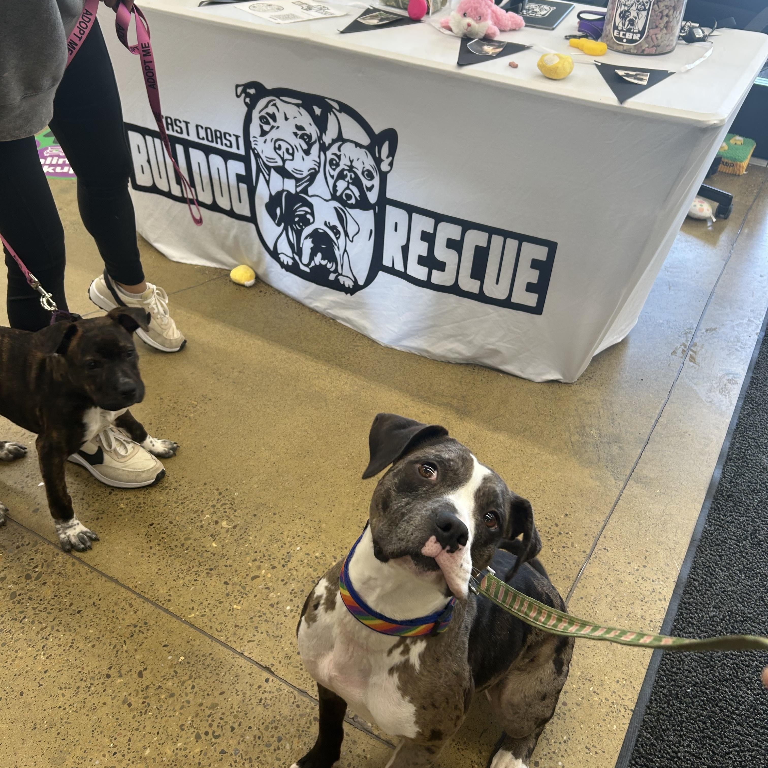 Ellie, a Adopted Pit Bull Terrier in Pittsburgh, PA image 4/4