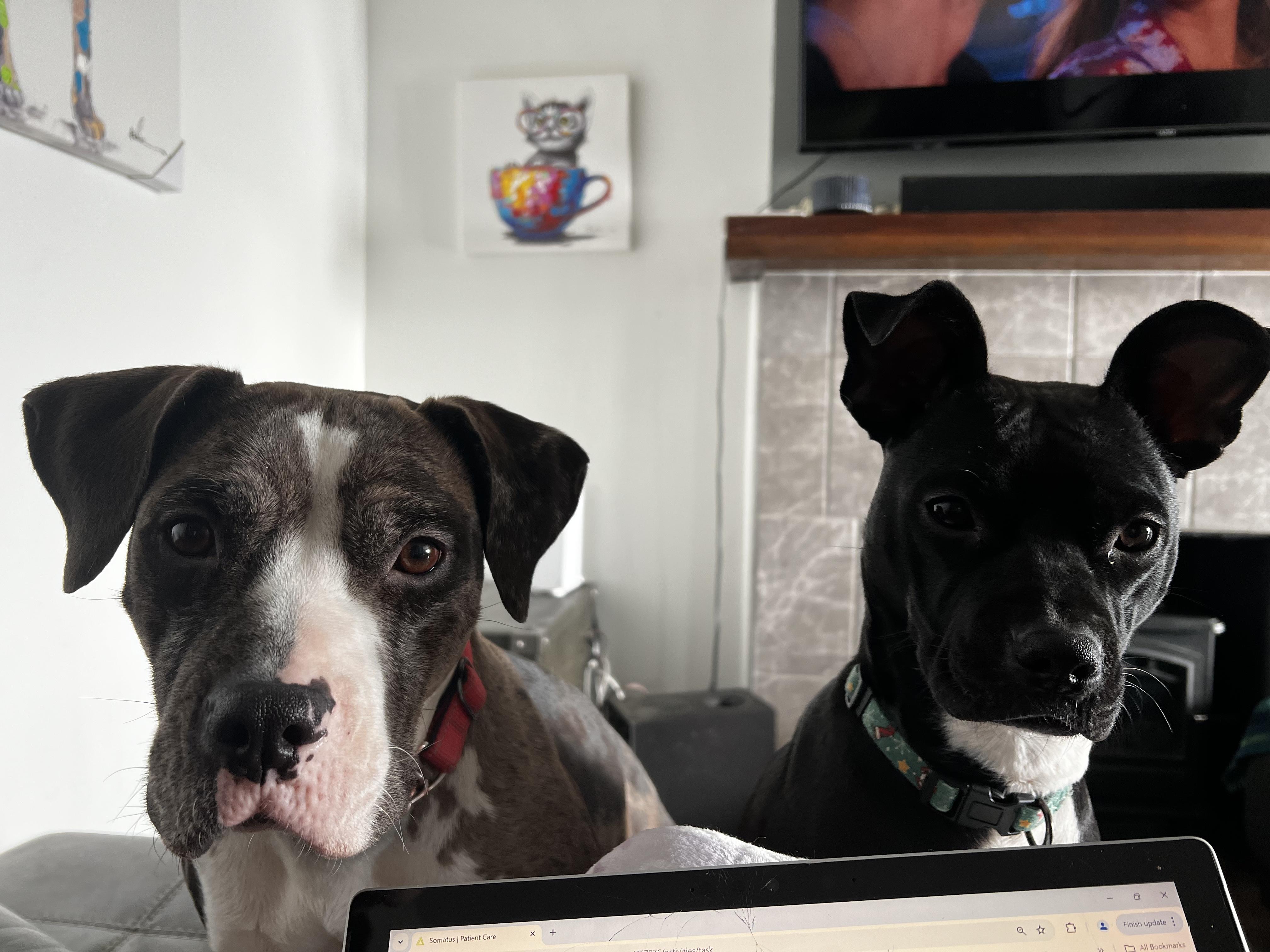 Ellie, a Adopted Pit Bull Terrier in Pittsburgh, PA image 3/4