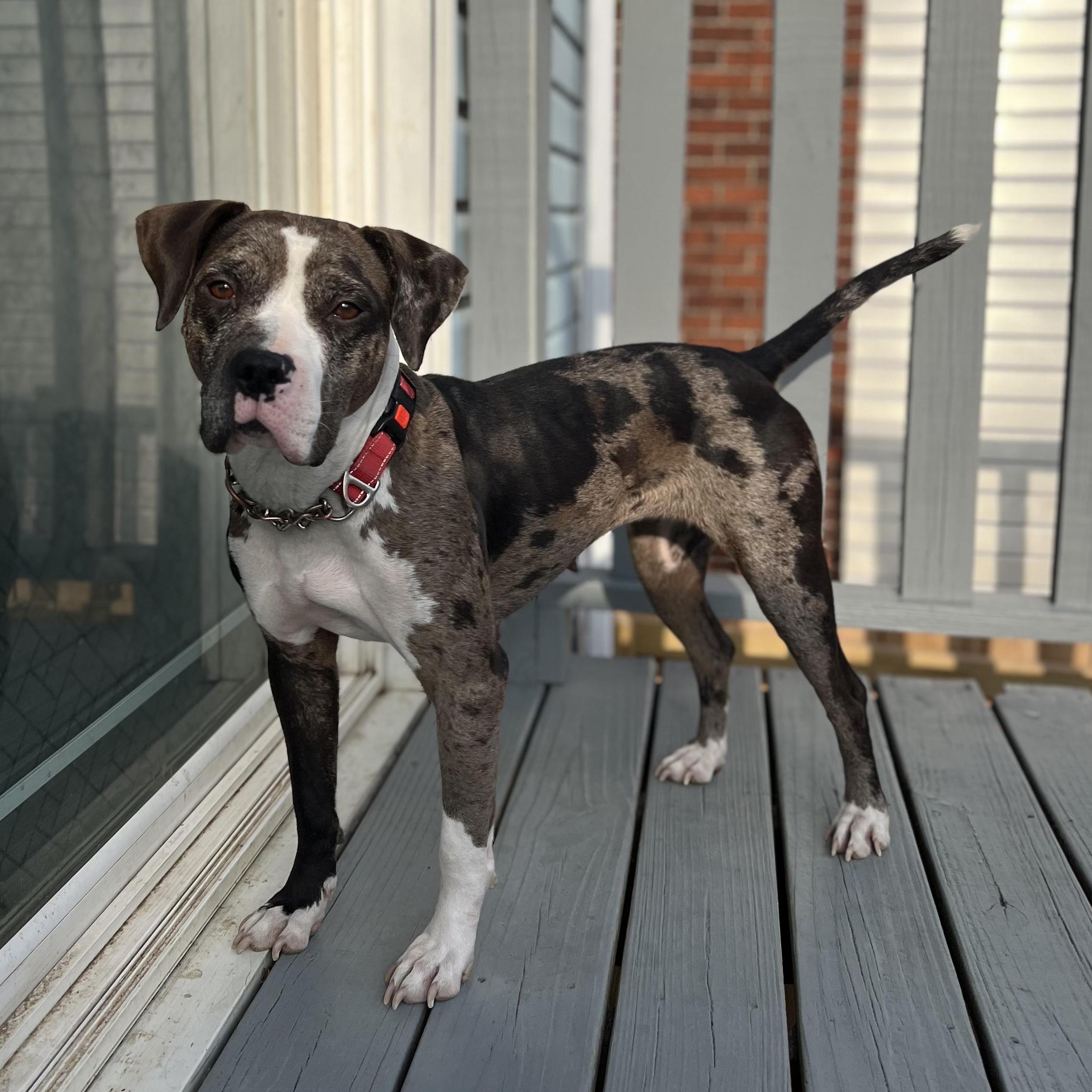 Ellie, a Adopted Pit Bull Terrier in Pittsburgh, PA image 2/4