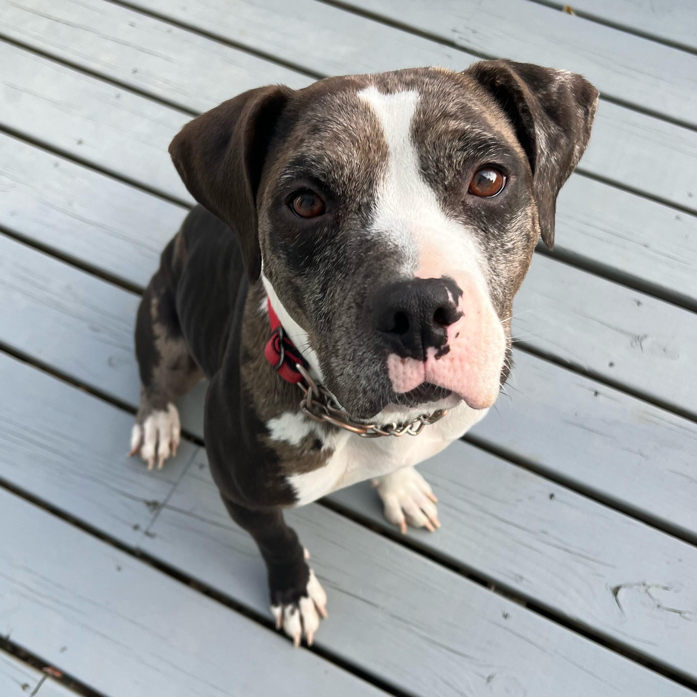 Ellie, Adopted, Adult Female Pit Bull Terrier.